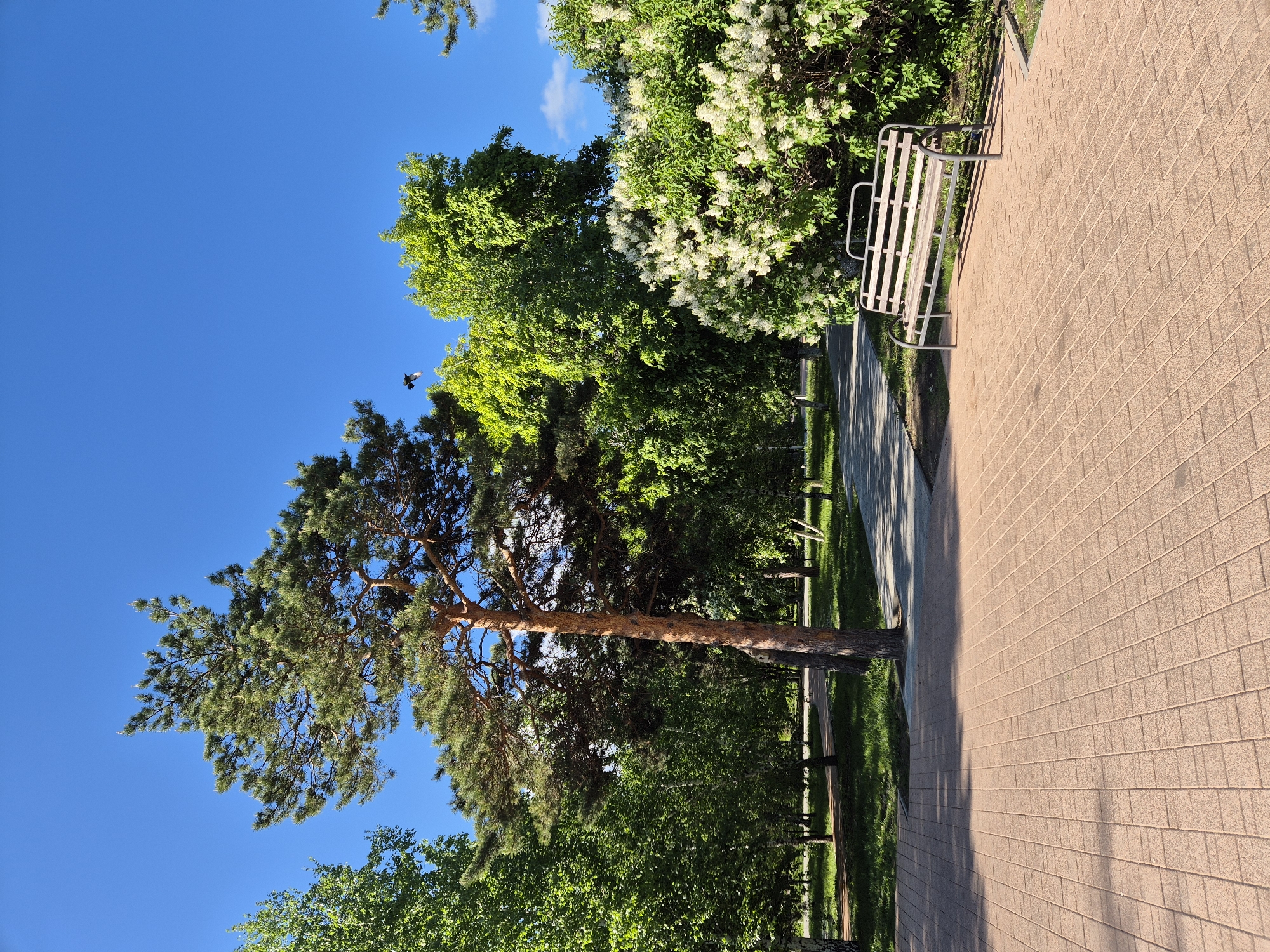 The image shows a park setting with a clear blue sky above. A tall pine tree with a brown trunk and dense green foliage is prominently featured on the left side of the frame. A park bench sits alongside a paved walkway constructed of rectangular brick. Green trees and bushes are visible alongside and behind the walkway. A bird is flying in the upper-left of the frame. The location is unspecified.