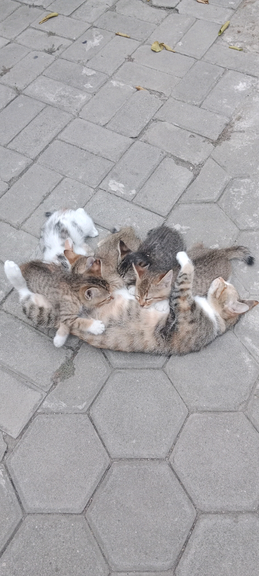 A high-angle, full shot captures a litter of five kittens and their mother resting on a hexagonal-patterned brick pathway in Sambiroto, Indonesia. The mother cat, lying on her back with eyes closed, is a mix of tan, white, and grey tabby. Three kittens are nestled around her belly, appearing to nurse or sleep, while a fourth kitten is positioned on her chest, also asleep. A fifth kitten, a calico with patches of white, black, and tan, is curled up behind the mother's head. The kittens are all approximately the same size, suggesting they are from the same litter. The pathway is constructed from light grey concrete bricks arranged in a honeycomb pattern. Scattered on the bricks are a few dry, yellow leaves. The scene is outdoors, with the lighting suggesting it is daytime.