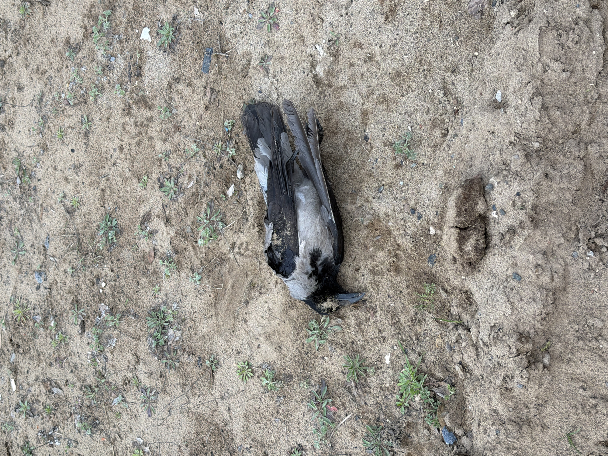 The image displays an overhead view of a deceased bird, identified as a Hooded Crow (Corvus cornix), lying on its back on sandy ground. The bird's body shows a mixture of dark grey and black feathers, with its head positioned towards the lower right of the frame. Its wings are folded, and its beak is slightly open.
The setting is an outdoor, dry environment characterized by light brown, sandy or dusty earth. Scattered sparsely across the ground are numerous small, green weeds and patches of grass, indicating some vegetation growth in the arid soil. Small pebbles and minor debris, including what appears to be a small piece of black plastic, are also visible on the ground.
No activity or event is taking place; the scene is static, portraying the natural state of the deceased bird. The lighting is bright and appears even, suggesting it is daytime, without harsh shadows. No people are visible in the photograph, and there is no discernible text present in the image. The scene reflects a common outdoor landscape found in areas such as Chaikovsky, Russia, where the Hooded Crow is a native species.