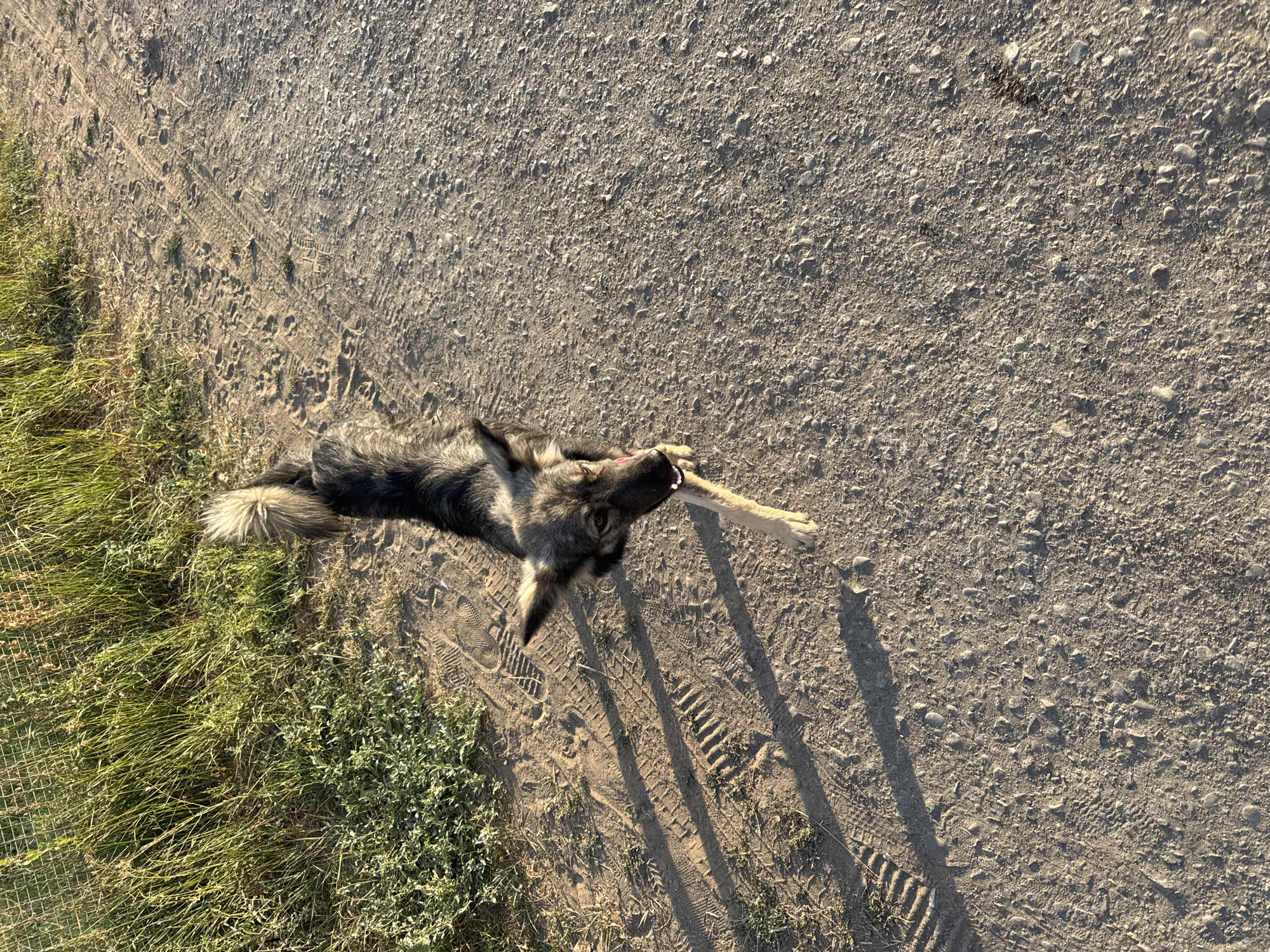 A medium-sized dog with gray and black fur is walking on a dirt and gravel path. The dog is facing the camera with its mouth open, appearing to pant or hold something in its mouth. Its tail is raised and bushy. To the left of the path, there is a fence and tall green grass. The ground is dry and dusty, with tire tracks and footprints visible. The scene appears to be outdoors in a rural or semi-rural setting. The sun is casting long shadows, suggesting it is either early morning or late afternoon. There are no people or other animals visible in the image. The location is Urdzhar, Kazakhstan.