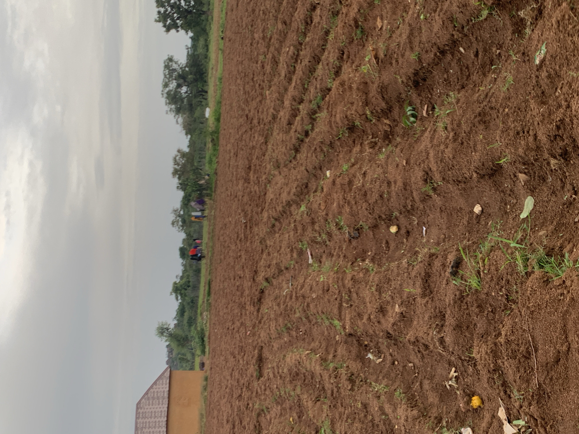 The image depicts a tilled field in Nabatum, Nigeria. The soil is a rich brown and is arranged in long, parallel furrows. Sparse green vegetation is visible growing between the furrows. In the background, a building with an orange-brown exterior and a textured, dark roof is situated on the left. Further in the distance, a line of trees and foliage forms a natural boundary. Several individuals, dressed in colorful clothing, are gathered in the middle ground, appearing to be engaged in activity in or near the field. The sky above is overcast, with gray clouds filling the upper portion of the frame.