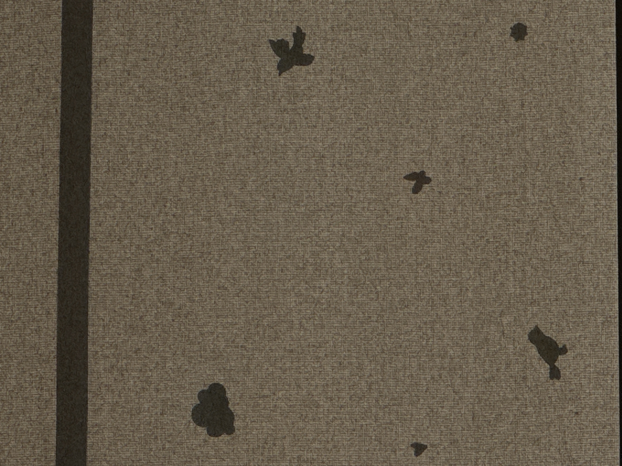 The media file depicts a textured, neutral-toned surface, possibly fabric or paper, with a subtle, repeating pattern. A dark, vertical band runs along the left edge, creating a clear division in the composition. Scattered across the surface are several abstract dark shapes, some resembling stylized birds in flight, while others are more amorphous.
One bird-like shape is prominent in the upper left quadrant, with spread wings. Another, smaller bird shape is located in the center. Near the bottom left, a cluster of dark shapes forms an irregular mass, and a smaller, triangular dark shape is visible near the bottom right. In the upper right, a single, small dark spot appears. To the right of the center and slightly lower, another bird-like silhouette with a distinct tail is depicted.
The overall impression is abstract and minimalist. There are no discernible human figures, specific objects, or clear indications of a particular scene or setting beyond the textured surface and abstract forms. The activity, if any, is suggested by the bird shapes, implying movement or flight. No specific time of day, weather conditions, or emotional cues are evident. There is no visible text in the media file. The provided location context of Mikhaylovsk, Russia, does not offer any direct visual clues within the image itself.