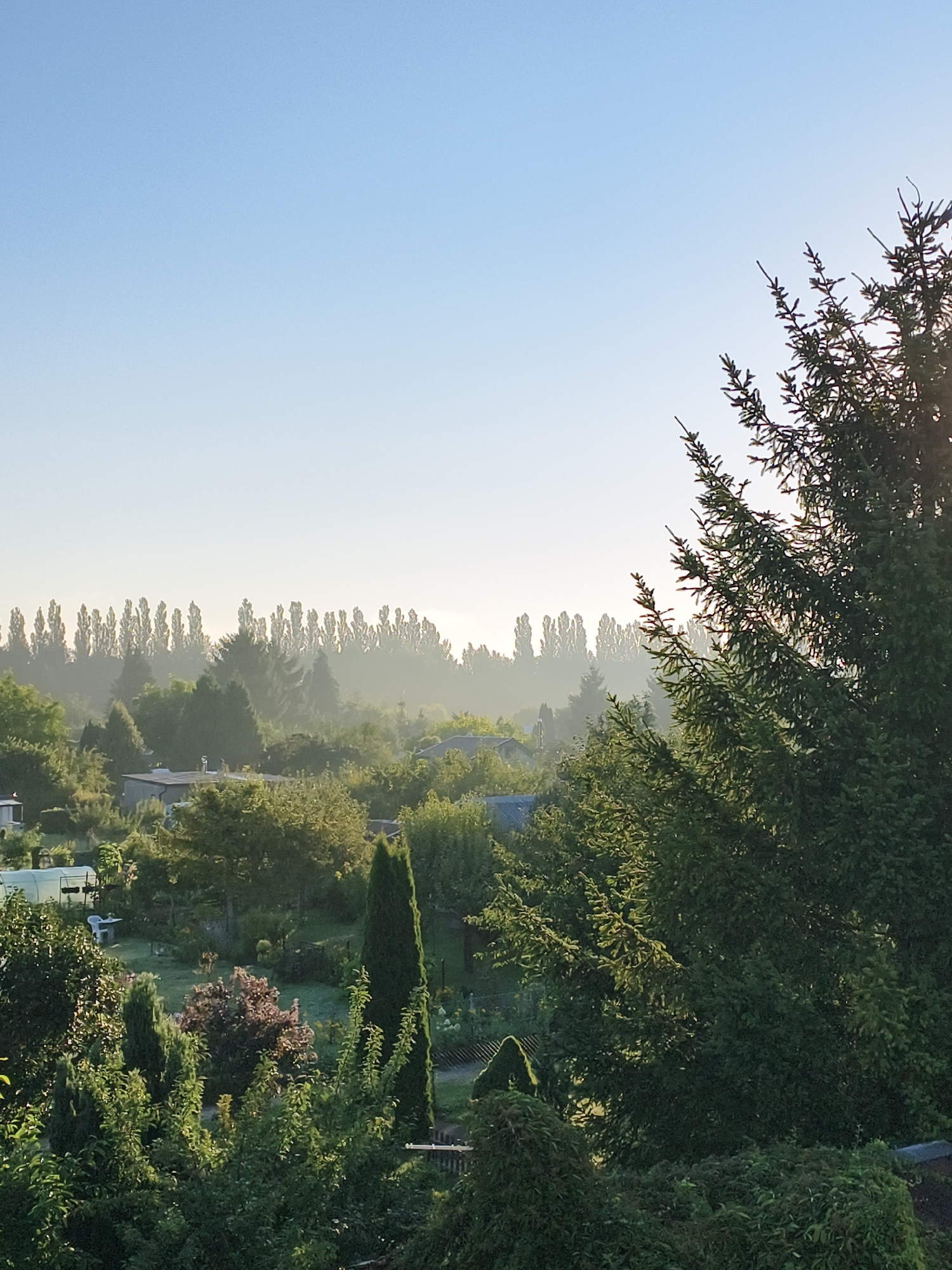 This is a high-angle photograph capturing a serene morning scene in a suburban area, possibly a garden allotment or a residential neighborhood with abundant greenery, located in the city of Tczew, Poland. The sky is a clear, pale blue, gradually transitioning to a lighter hue near the horizon, suggesting early morning light. A light mist or haze blankets the distant landscape, softening the edges of the trees and creating a sense of depth.
In the foreground, on the right side, a large coniferous tree with dense foliage dominates the frame, its branches reaching towards the sky. Sunlight filters through its needles, creating subtle highlights. Below and to the left, a variety of trees and shrubs create a lush, layered effect. Some of these appear to be ornamental garden plants, including a tall, slender cypress-like tree.
Further into the mid-ground, several small structures, likely garden sheds or small houses with roofs, are visible amidst the trees. A greenhouse with a white frame and clear panels is also present, with a white table and chair set outside. The ground appears to be covered in grass and garden plots.
In the background, a distinct line of tall, slender trees, possibly poplars, forms a striking silhouette against the hazy sky. These trees are evenly spaced and appear to be in full leaf.
The overall impression is one of a peaceful and verdant environment, likely captured during the early hours of the day, with no people or animals visible in the frame. The scene is characterized by natural elements, vegetation, and subtle architectural features of suburban life.