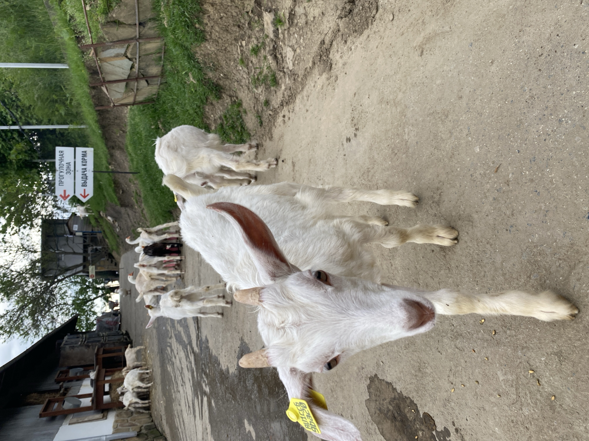 The image shows a herd of white goats on a concrete road in Прогресс, Russia. A white goat with light brown horns is in the foreground, facing the camera. It has a yellow ear tag. Behind the foreground goat, other goats are visible, some standing and some lying down. In the background, there is a building with a wooden structure and a sign pointing to "ПРОГУЛОЧНАЯ ЗОНА" and "ВЫДАЧА КОРМА". There is also vegetation on the sides of the road.