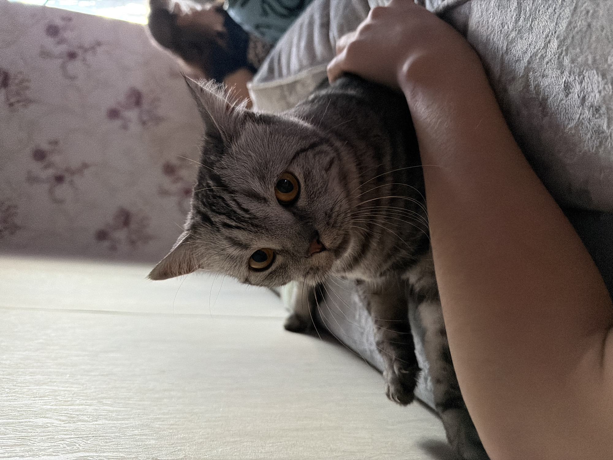 A gray tabby cat is being held by a person with fair skin, who is sitting on a floral patterned sofa. The cat is looking at the camera with amber eyes. The location appears to be indoors, with a light-colored floor. The photograph was taken in Bolshaya Sosnova, Russia.