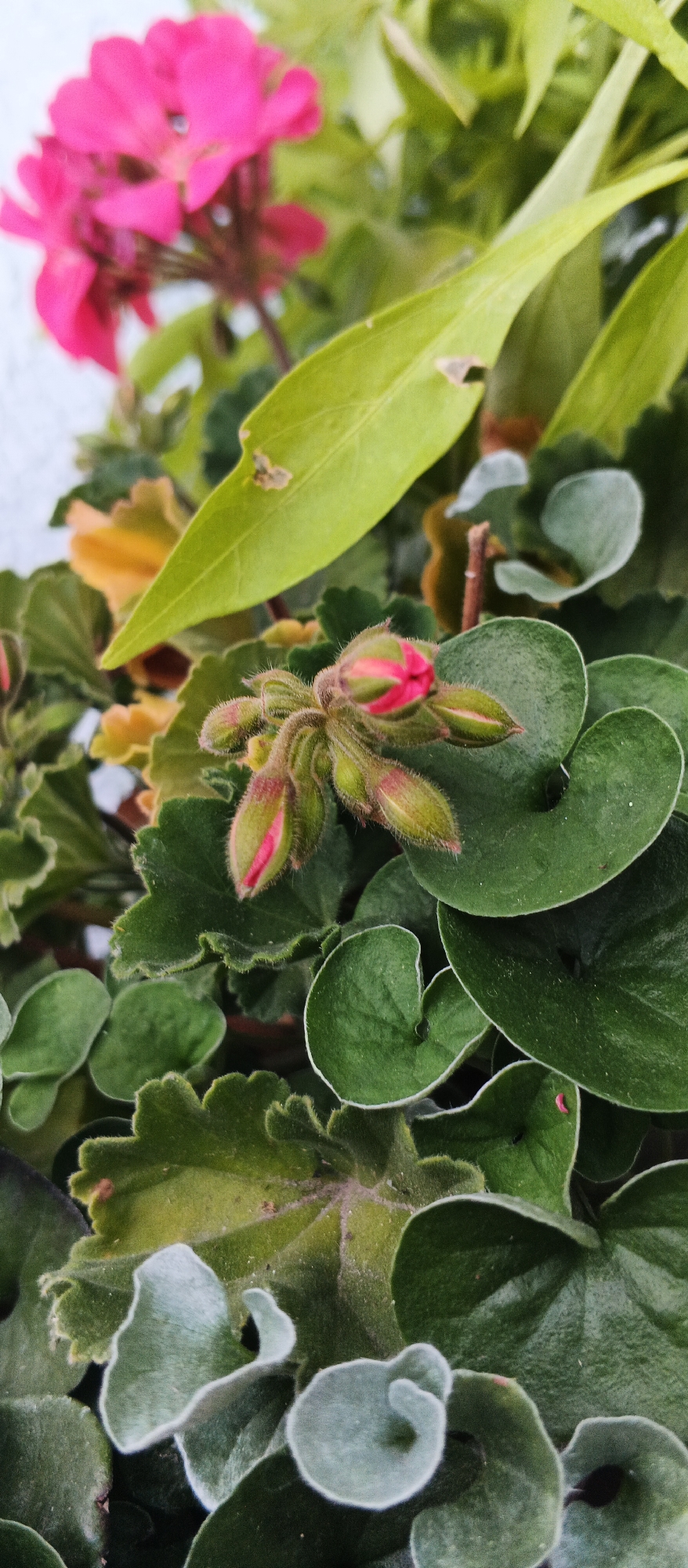 The image shows a close-up of a flowering plant with pink blossoms and green leaves. The plant appears to be in a pot or garden. The focus is on a cluster of pink flower buds, some of which are partially open, revealing vibrant pink petals. The leaves are various shades of green, with some appearing fuzzy and others smooth and heart-shaped. In the background, a bright pink flower is visible, out of focus. The scene is lit by natural light, creating soft shadows and highlights. The image does not contain any discernible information about the city of Ploske, Ukraine, or any people, actions, or interactions.