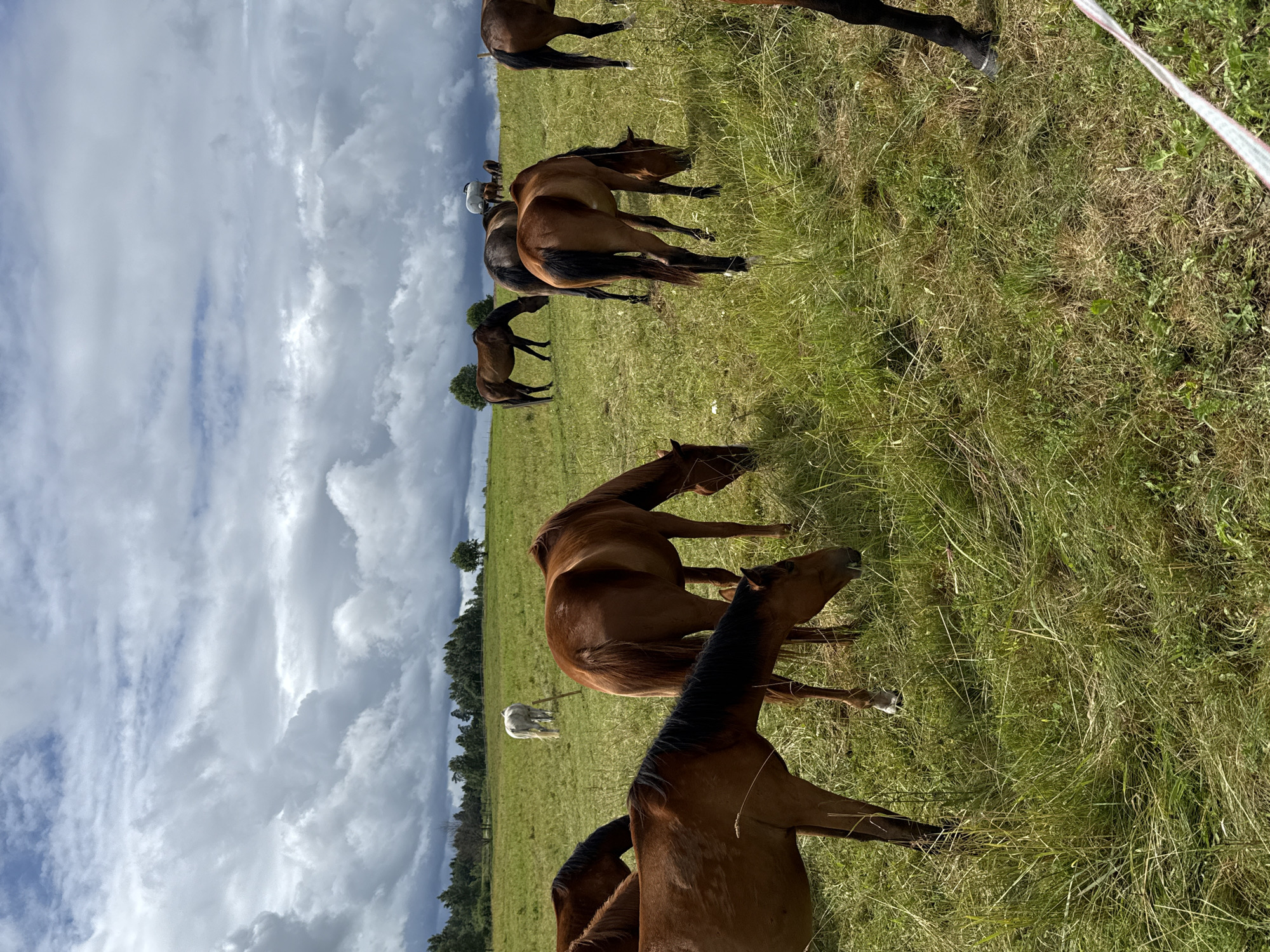 A herd of horses grazes in a grassy field under a cloudy sky. The field is rolling with some trees in the background. The horses are of various colors, including brown, white, and black. Some of the horses are in the foreground, while others are further back in the field. The sky is filled with dramatic, dark clouds, suggesting an impending storm. The image appears to have been taken in Galinė, Lithuania, a location known for its rural landscapes and equestrian activities.