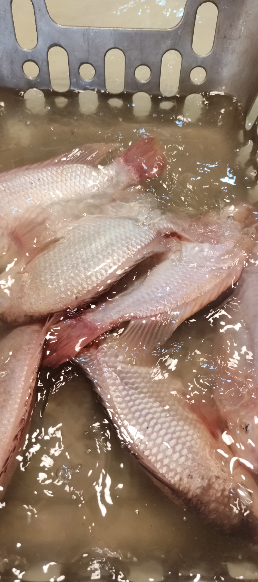 The image displays a close-up, overhead view of several raw fish submerged in murky water within a metal basket. The fish are primarily white with pinkish fins and appear to be of a similar size. The basket, made of perforated metal, is partially visible at the top of the frame. The water is cloudy and shows reflections and ripples from overhead lighting. The scene is devoid of any human presence or activity. This image could be from a market or a food preparation area in Jambi, Indonesia, where fresh fish is commonly sold.