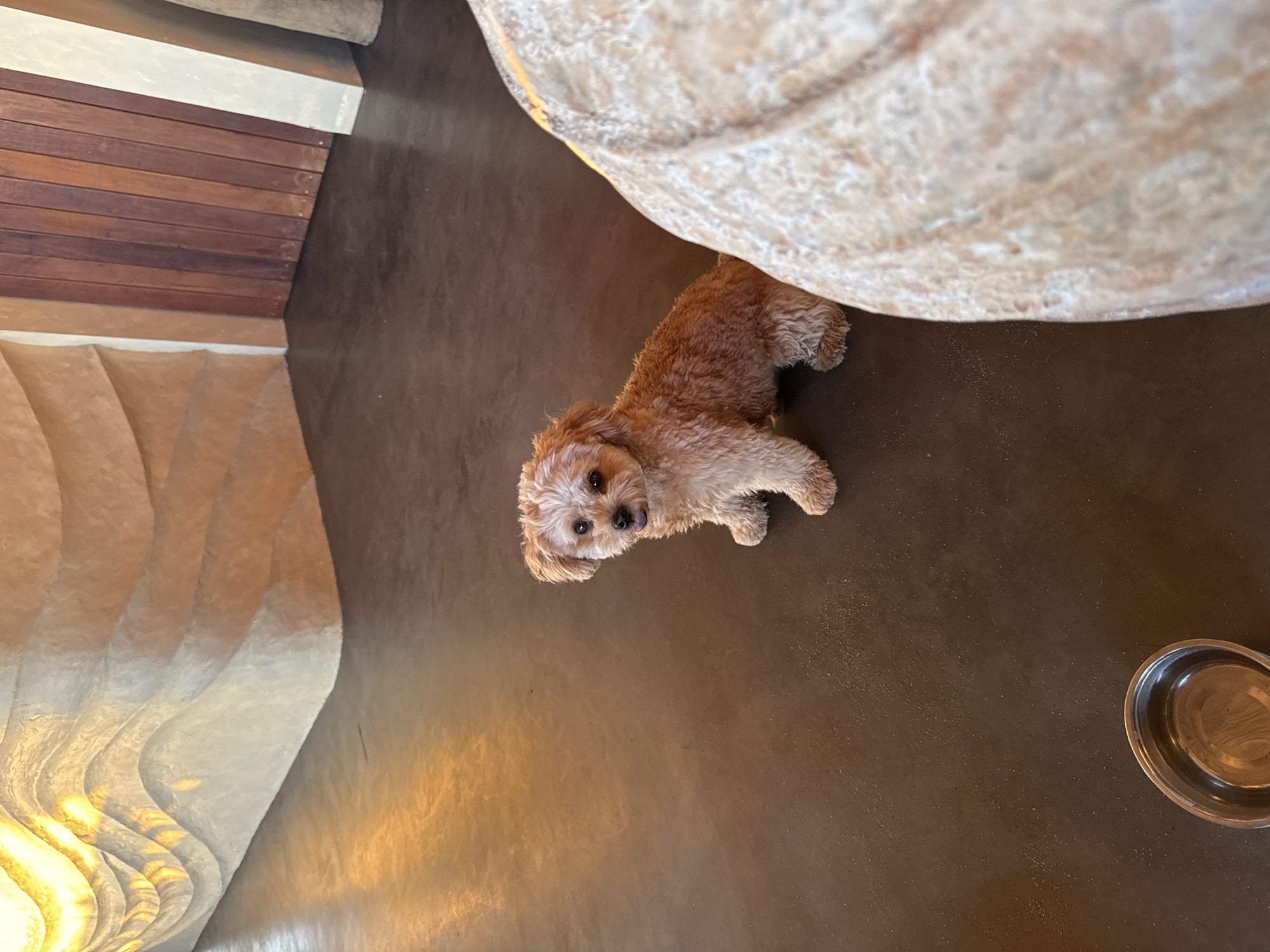 A small, fluffy, light brown dog with a dark nose and dark eyes is sitting on a dark brown floor. The dog is looking directly at the camera with its tongue slightly out. The floor appears to be made of concrete or a similar material. To the left of the dog, there is a metal dog bowl. In the background, there is a wall with a wavy, textured design that is illuminated from above, casting shadows. The wall is a light beige color. To the right of the dog, there is a large, textured, light-colored object, possibly a pillar or sculpture, that is partially in the foreground. Further to the right, there are vertical wooden panels. The overall environment suggests an indoor space with modern architectural features. The image is taken from a slightly elevated perspective, looking down at the dog.