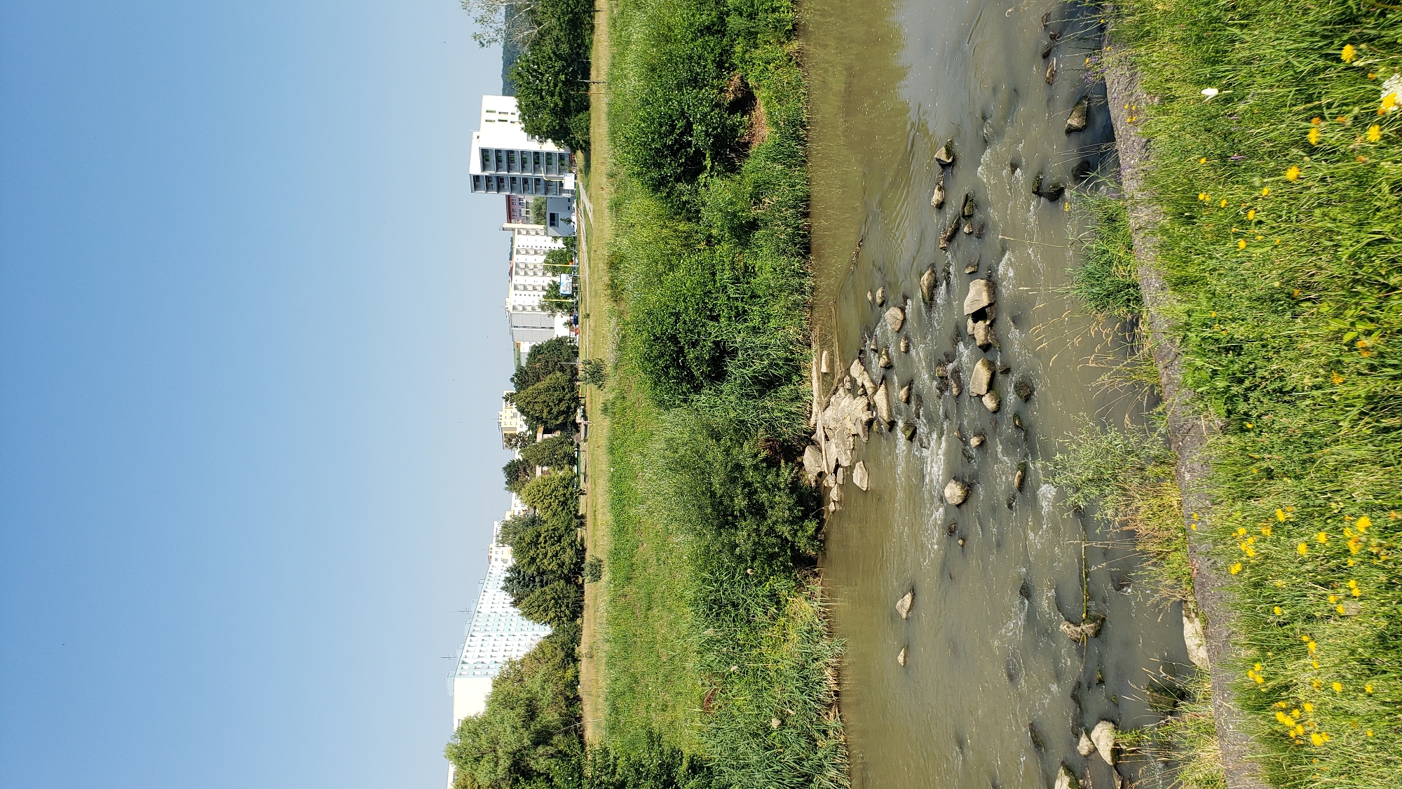 The image depicts a wide shot of the Torysa River in Prešov, Slovakia, on a clear, sunny day. The river flows through the frame, with a rocky shallow crossing visible in the foreground. The banks of the river are lined with dense green vegetation, including tall grasses and bushes. Beyond the river and vegetation, a residential area is visible, characterized by a series of multi-story apartment buildings, typical of socialist-era architecture. Trees are interspersed throughout the landscape, and a clear blue sky dominates the upper portion of the image. There are no people visible in the scene. The overall impression is one of a calm, urban natural setting.