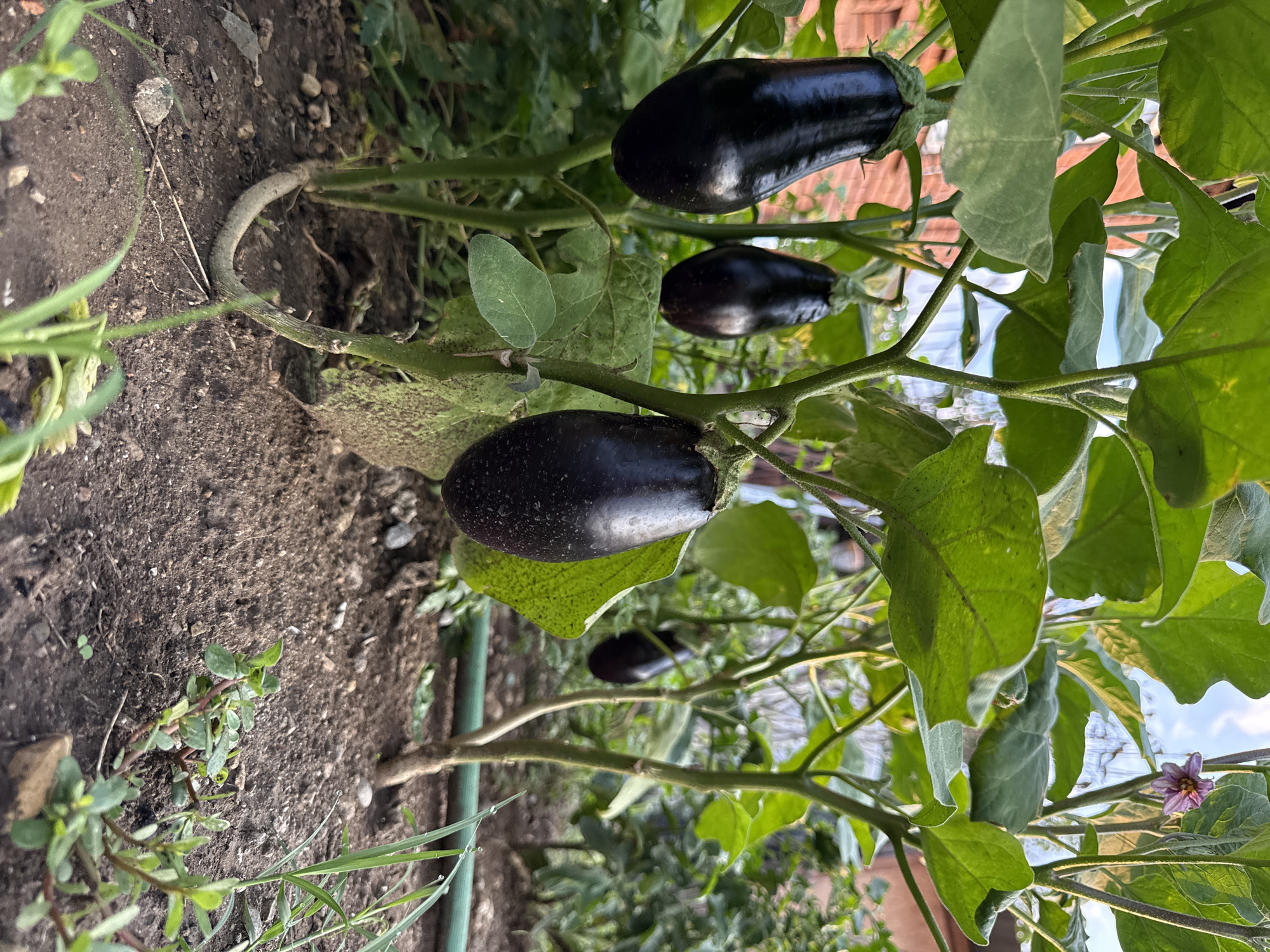 This is a close-up, low-angle, outdoor photograph of a garden in Krtsanisi, Georgia. The primary subjects are several ripe eggplants growing on a plant. The eggplants are dark purple, elongated, and appear plump. They are attached to thick, green stems and surrounded by large, dark green leaves. Some leaves show signs of minor wear or damage. In the background, other plants are visible, along with a hint of a brick wall and a light blue sky with scattered clouds. The ground is dark brown soil with scattered small stones and a few sprigs of green grass. A green garden hose is visible horizontally in the mid-ground. A single, small, purple flower with yellow stamens is present on a stem near the top of the frame. The lighting suggests it is daytime, likely late afternoon, given the warm tones and shadows. There are no people or animals depicted in the image. The scene is a naturalistic view of a vegetable garden.
