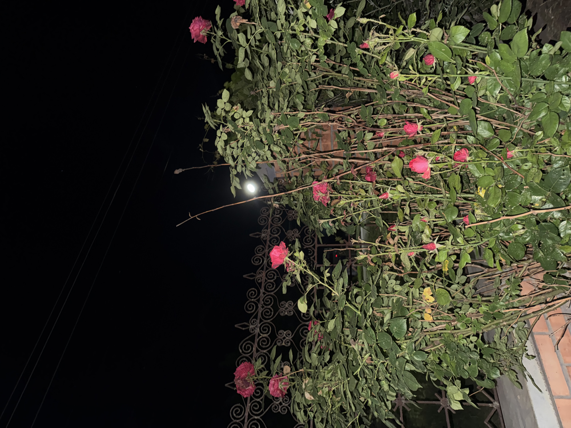 In Yegorlykskaya, Russia, at night, a rose bush with several pink roses is visible in front of a decorative metal fence. The background is dark with visible power lines against the night sky. A faint moon is visible in the upper left quadrant. The rose bush has lush green leaves and thorny branches. A brick wall is partially visible in the foreground.