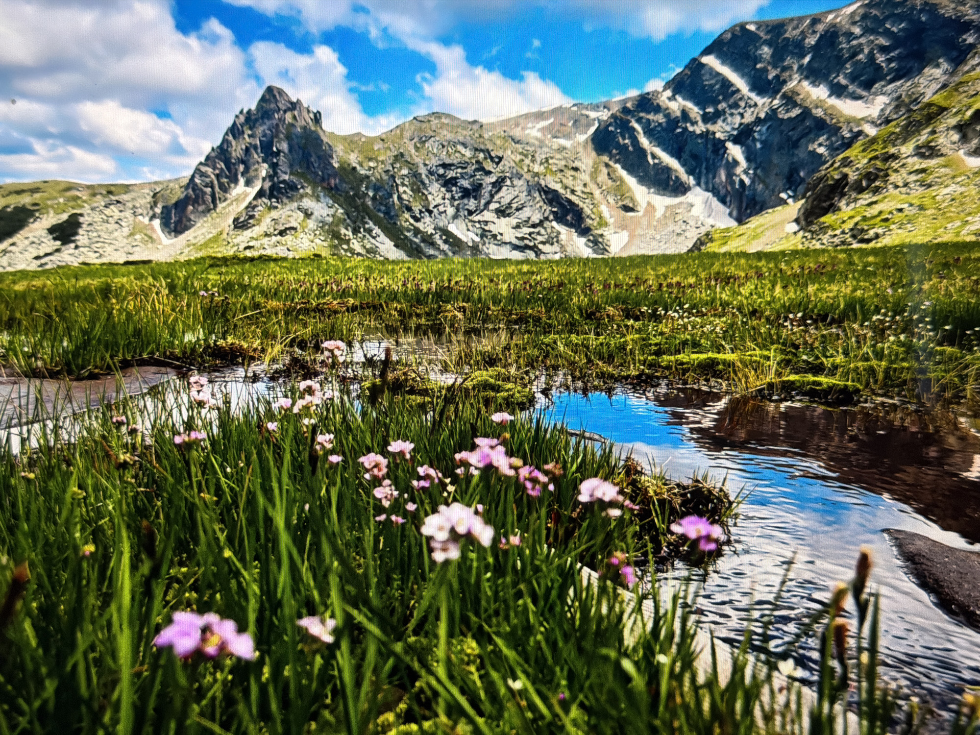 This image, captured in the city of Burgas, Bulgaria, depicts a vibrant, wide-angle mountainous landscape. The upper quarter of the frame features a bright blue sky with scattered white cumulus clouds, exhibiting visible pixelation. The mid-ground and background are dominated by rugged, rocky mountains with exposed dark grey and blue rock faces, interspersed with patches of green vegetation and streaks of white, indicative of snow or lighter rock. A prominent, sharp peak is visible on the left side of the mid-ground mountain range. A broad expanse of green, high-altitude grassland or marshy terrain occupies the mid-ground and extends towards the foreground. The immediate foreground showcases lush, tall green grass and numerous small flowers, predominantly light pink or purplish-pink, with some white blooms, many in sharp focus due to a shallow depth of field. A narrow, winding body of water, possibly a stream or shallow pool, meanders through the grass in the foreground, reflecting the blue sky and clouds with visible ripples on its surface. No human figures or man-made objects are present.