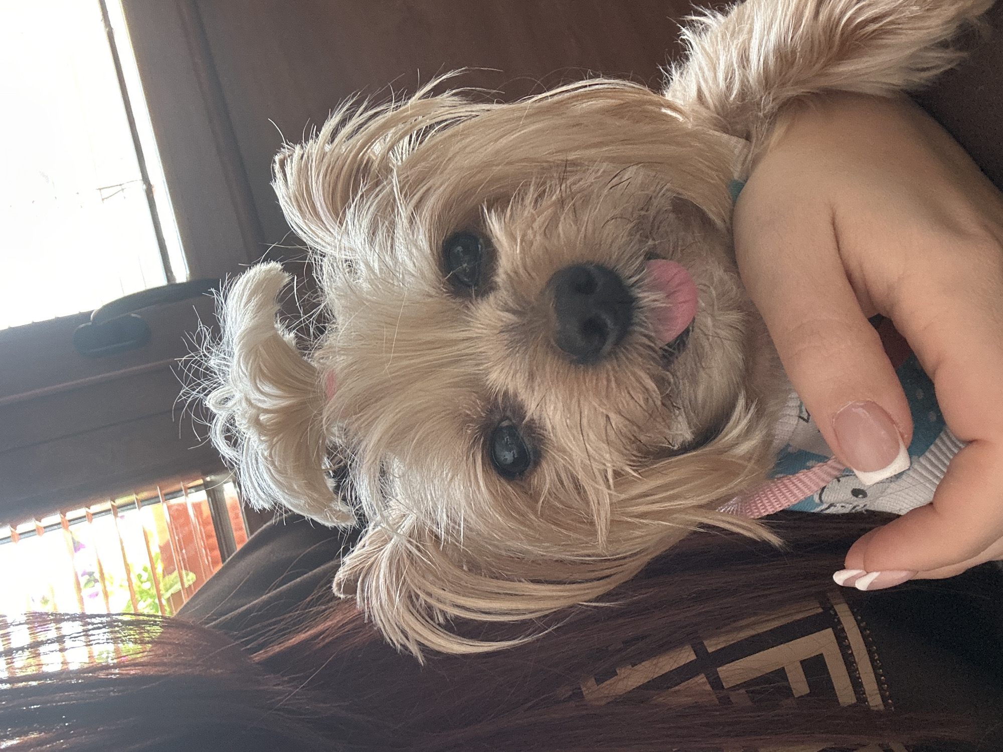 The image shows a small, light-colored dog with long hair, possibly a Yorkshire Terrier or similar breed, sticking its tongue out. The dog is being held by a person whose hand is visible in the frame, featuring nails with a French manicure. The dog and person appear to be indoors, with a window showing outdoor light and plants visible in the background. The location of Montana, Bulgaria, is not evident from the image.