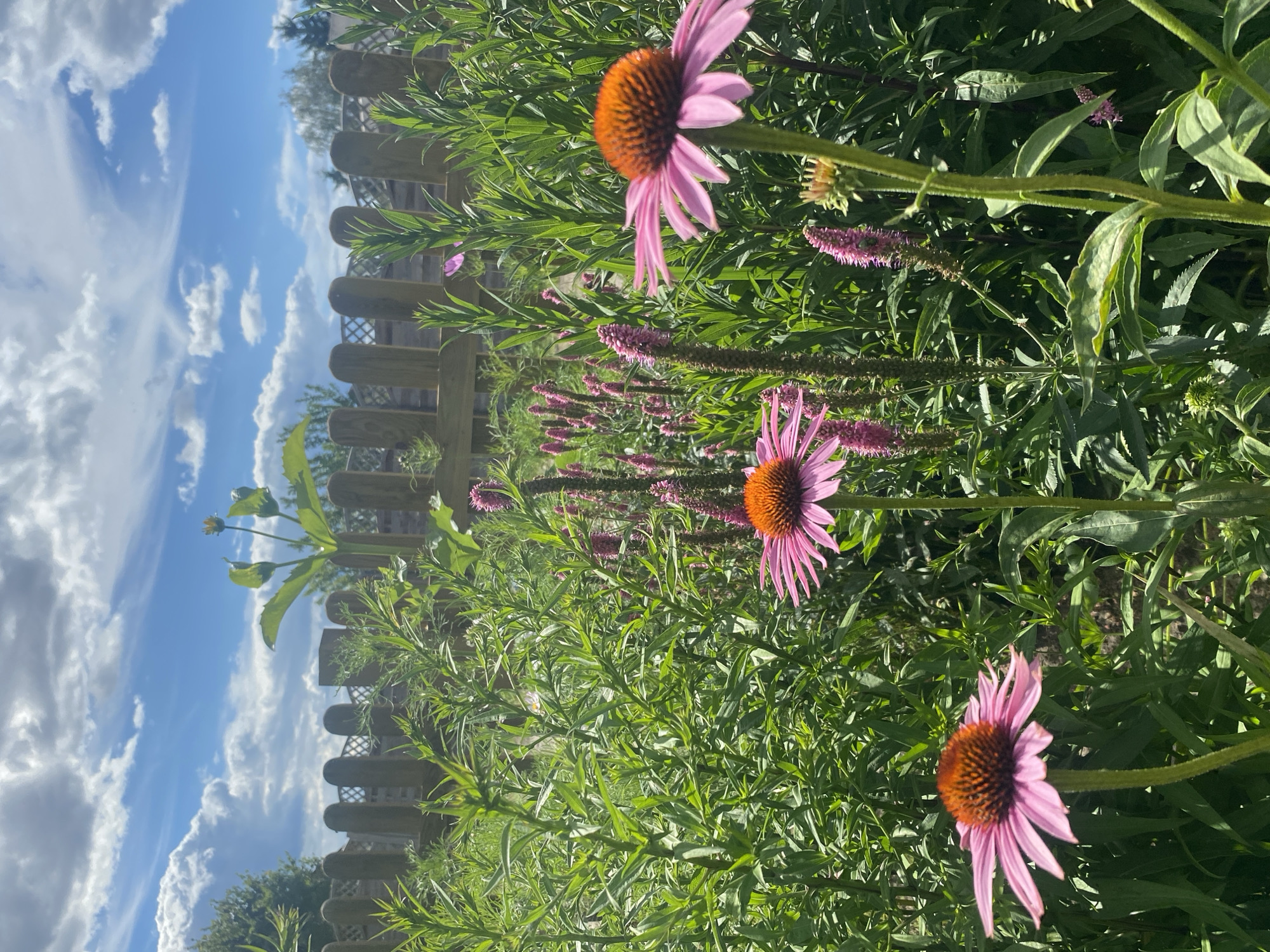 In the city of Buk, Poland, a sun-drenched garden scene unfolds, dominated by the vibrant pink petals and orange centers of Echinacea flowers. Three of these flowers are prominently featured in the foreground, with their petals reaching outward. Behind them, a lush expanse of green foliage creates a verdant backdrop, interspersed with tall, slender spikes of smaller pink flowers, possibly Liatris. In the distance, a weathered wooden fence with a latticed pattern separates the garden from what appears to be a wooded area. The sky above is a brilliant blue, dotted with fluffy white clouds, indicating a clear and pleasant day. The image captures a moment of natural beauty, with the flowers basking in the sunlight and the garden appearing well-maintained. No people or animals are visible in the scene.