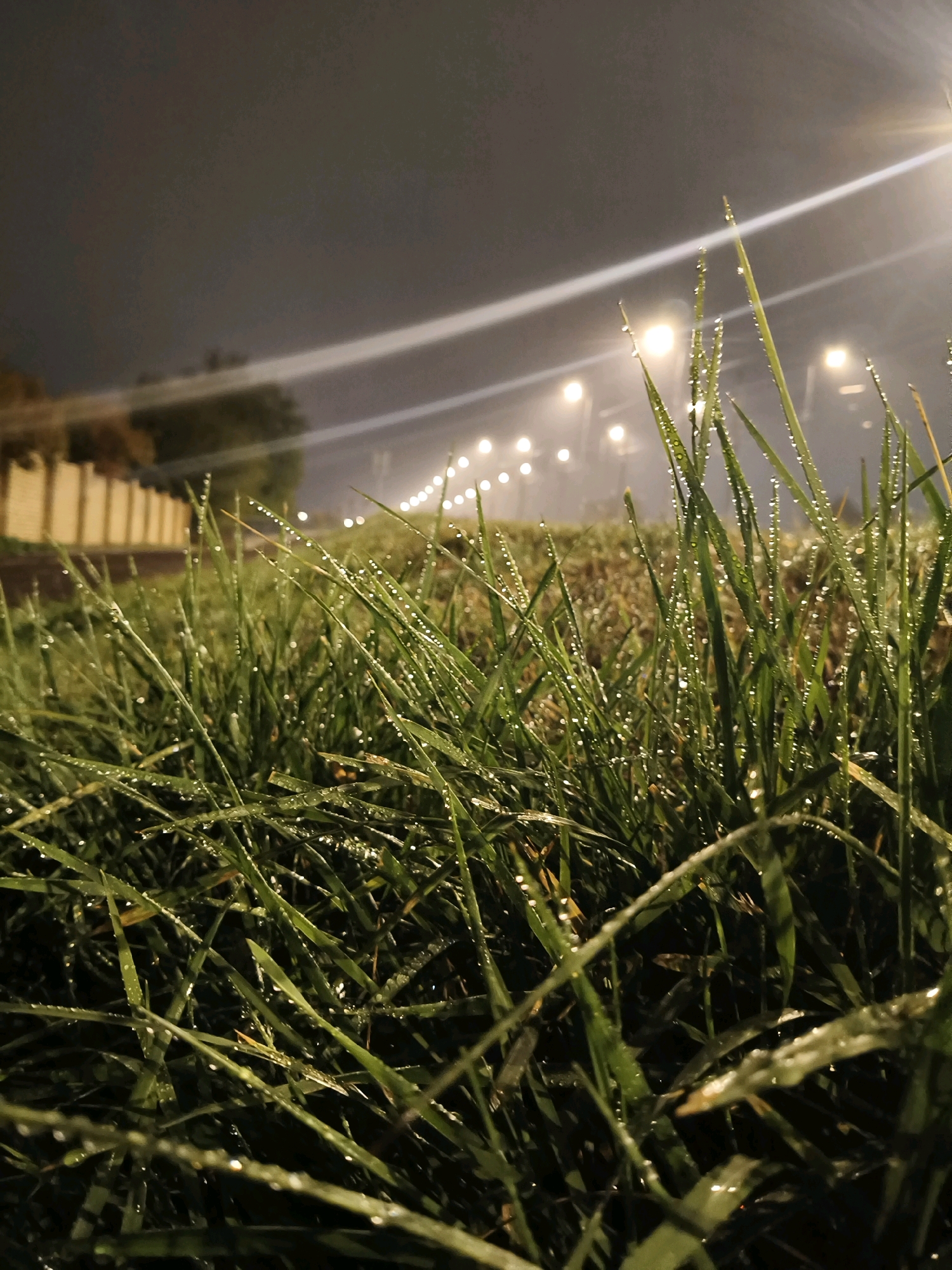 The image depicts a close-up view of dew-covered grass at night, with a blurred background of streetlights and a fence. The scene suggests a park or roadside area in the city of Lviv, Ukraine. The lighting indicates it is after dark, possibly with fog or mist present, which enhances the sparkle of the water droplets on the grass. No people or animals are visible in the frame. The focus is on the natural elements, emphasizing the texture and reflection of the water on the blades of grass.