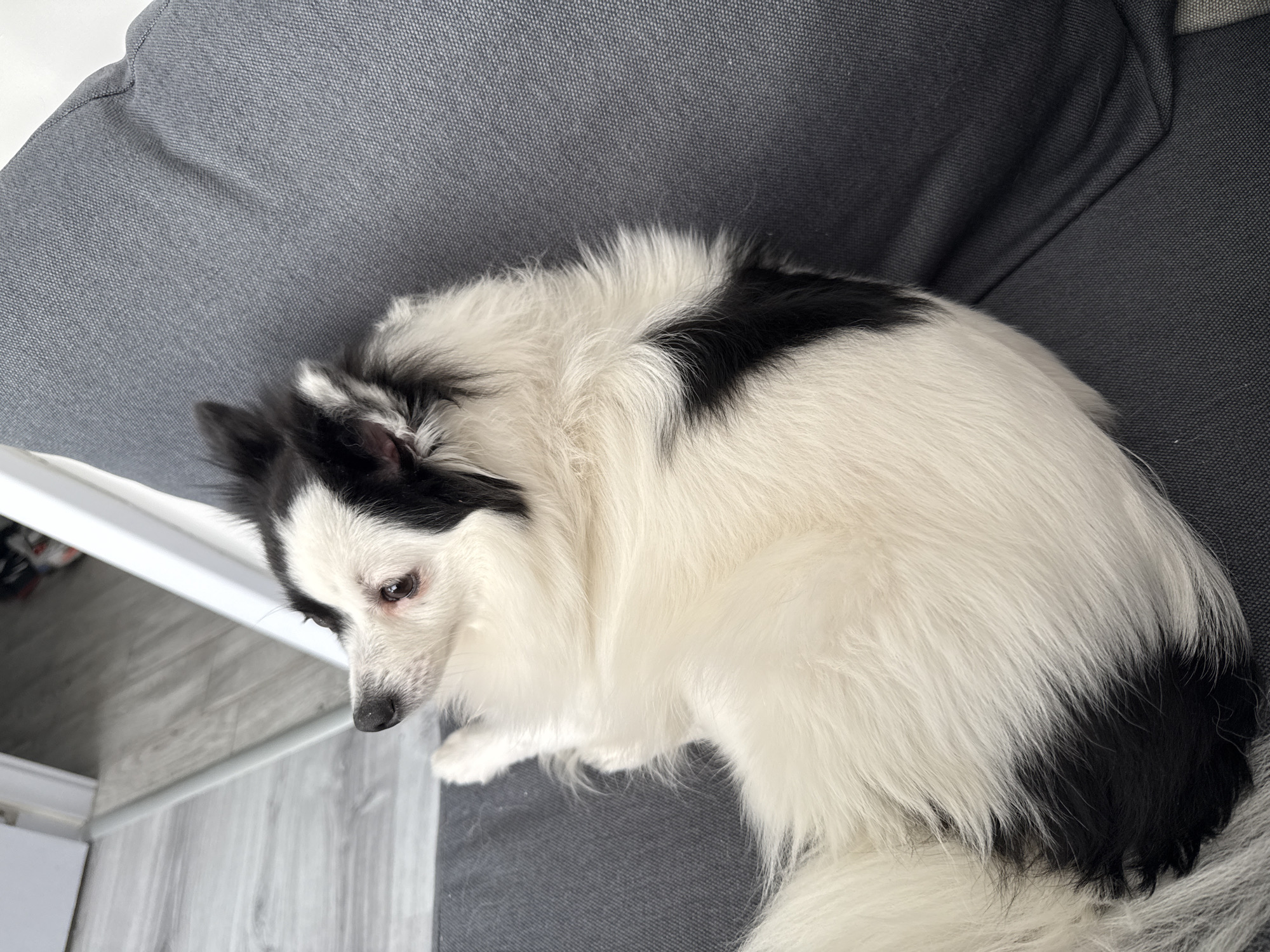 A black and white dog is lying curled up on a gray upholstered piece of furniture that looks like a sofa or sectional. The dog's head is near a white molding that appears to be part of a wall or doorway adjacent to a gray-toned floor that could be tile or laminate. The photo is taken from above, looking down at the dog. The location, Stara Zagora, Bulgaria, is not verifiable from the image.