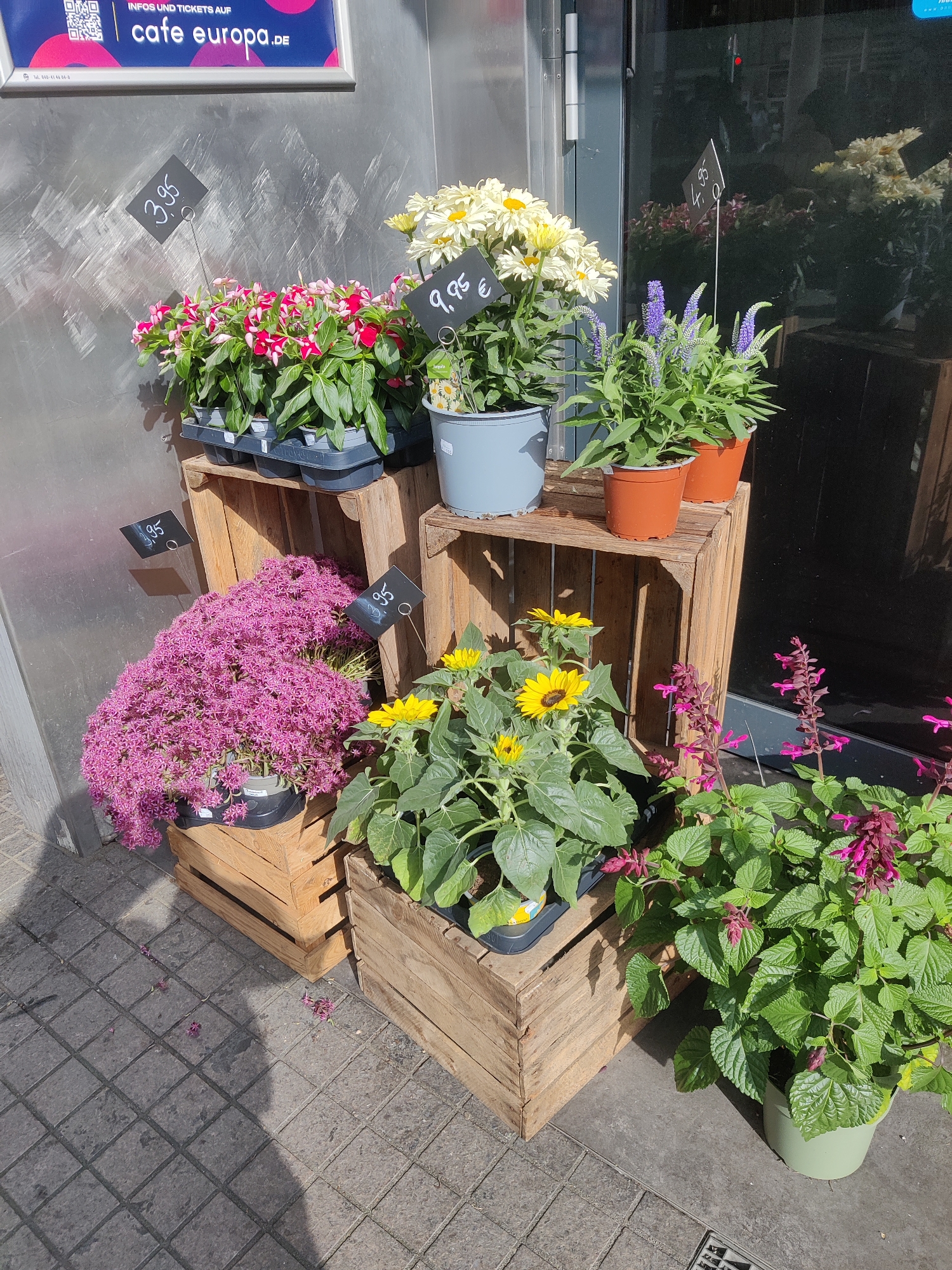 This media file captures an outdoor display of various potted plants, likely in front of a shop in Bielefeld, Germany. The scene is set on a sunny day, indicated by the bright lighting and distinct shadows cast by the plants and crates. The plants are arranged on and within wooden crates, creating a rustic, tiered display.
Prominently featured are several types of flowers: a cluster of small, pink and white flowers in dark gray trays, tall white daisies with yellow centers in a gray pot, bright yellow sunflowers with green foliage, delicate purple-blue flowers, and clusters of vibrant pink star-shaped flowers. A plant with deep pink flower spikes is also visible in the foreground.
The setting appears to be a sidewalk or patio area paved with square gray tiles. Behind the plants, a textured metal wall is visible, and to the right, a dark reflective surface, likely a shop window, shows reflections of the plants and the surrounding environment.
Several price tags are visible, indicating prices of "3,95" and "9,95 €". A sign above the plants reads "INFOS UND TICKETS AUF cafe europa.De", suggesting that "Cafe Europa" is a business related to events or tickets, and perhaps also selling these plants. The overall impression is one of a cheerful and inviting storefront display.