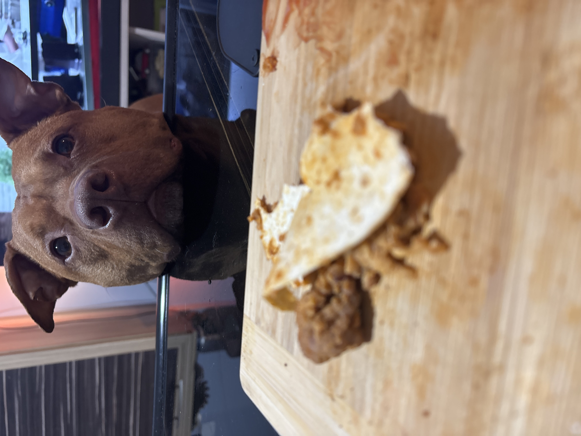 A close-up shot depicts a brown dog with floppy ears peeking over the edge of a dark-colored counter. A wooden cutting board sits on the counter next to the dog. A broken quesadilla with a filling that appears to be ground meat rests on the cutting board. The background includes cabinet doors and an appliance with a reflective surface. The location appears to be indoors, likely a kitchen. There is no indication of the city of Sofia, Bulgaria.