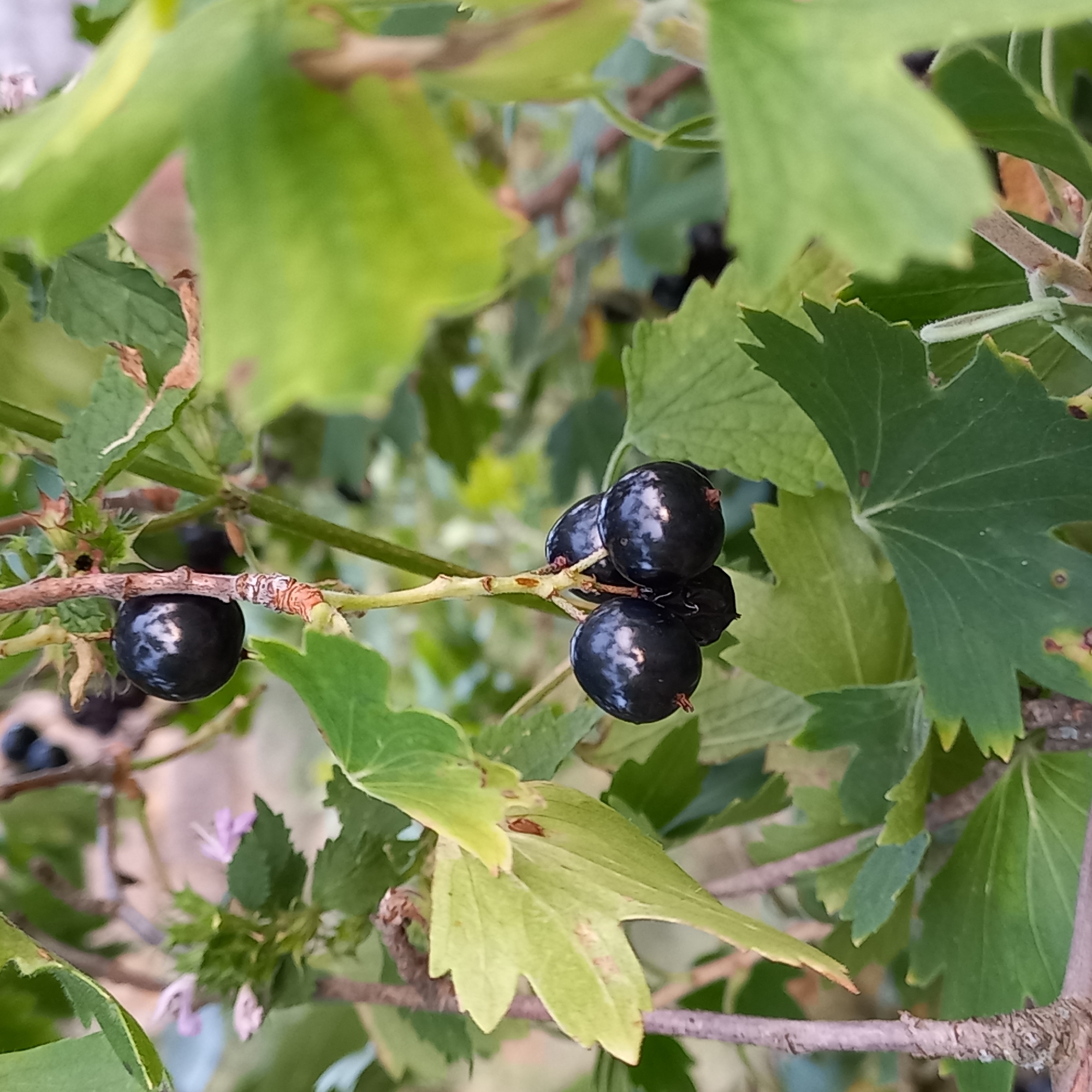 The image is a close-up shot of a blackcurrant bush with several ripe black berries hanging from a branch. The berries are plump and glossy, reflecting the surrounding greenery. The leaves of the bush are a vibrant green, some with serrated edges. The background is blurred, showing more foliage and suggesting an outdoor setting. There are no people or animals visible in the image. The image does not contain any information that would indicate its location in the city of Klyntsi, Ukraine, or any other specific geographic location.