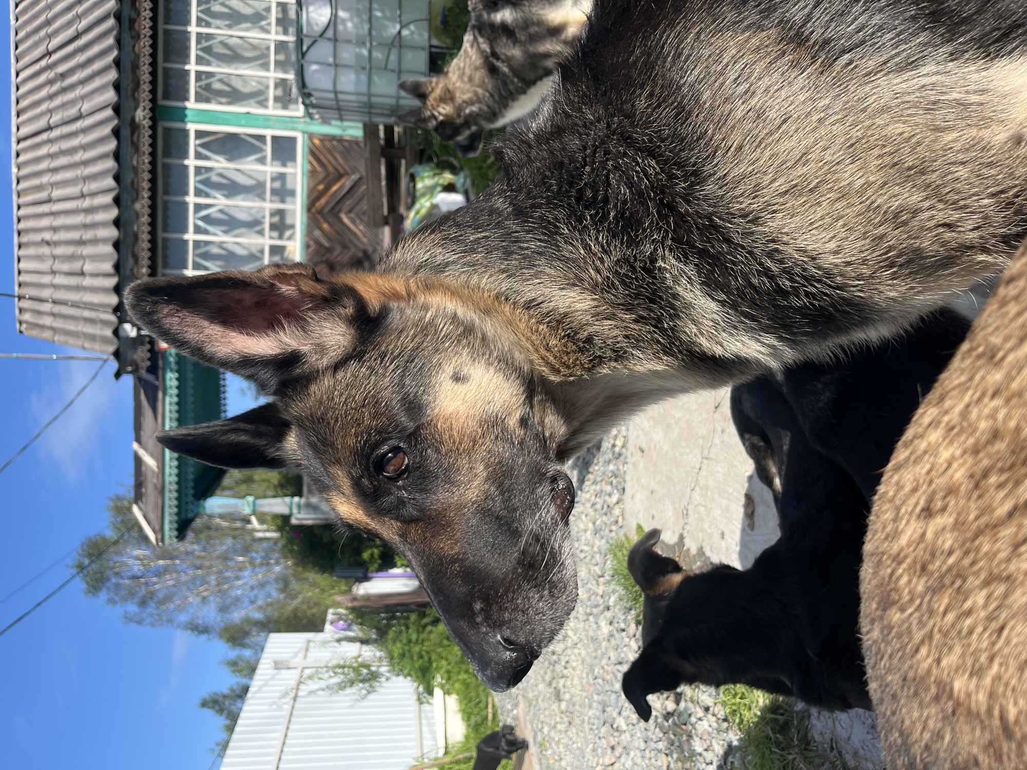 A medium shot captures a German Shepherd dog in profile, looking to the left. Its fur is a mix of black, brown, and tan. The dog's ears are pointed upwards. In the background, another dog, mostly black with some tan markings, is lying down. Beyond the dogs, there is a gravel-covered area, a white metal fence, and a wooden house with a gray, corrugated roof. Green foliage and trees are visible behind the fence and house. The sky is clear and blue. The scene appears to be an outdoor yard, possibly in a rural or semi-rural area of Nizhny Tagil, Russia, given the architectural style of the house and the overall setting.