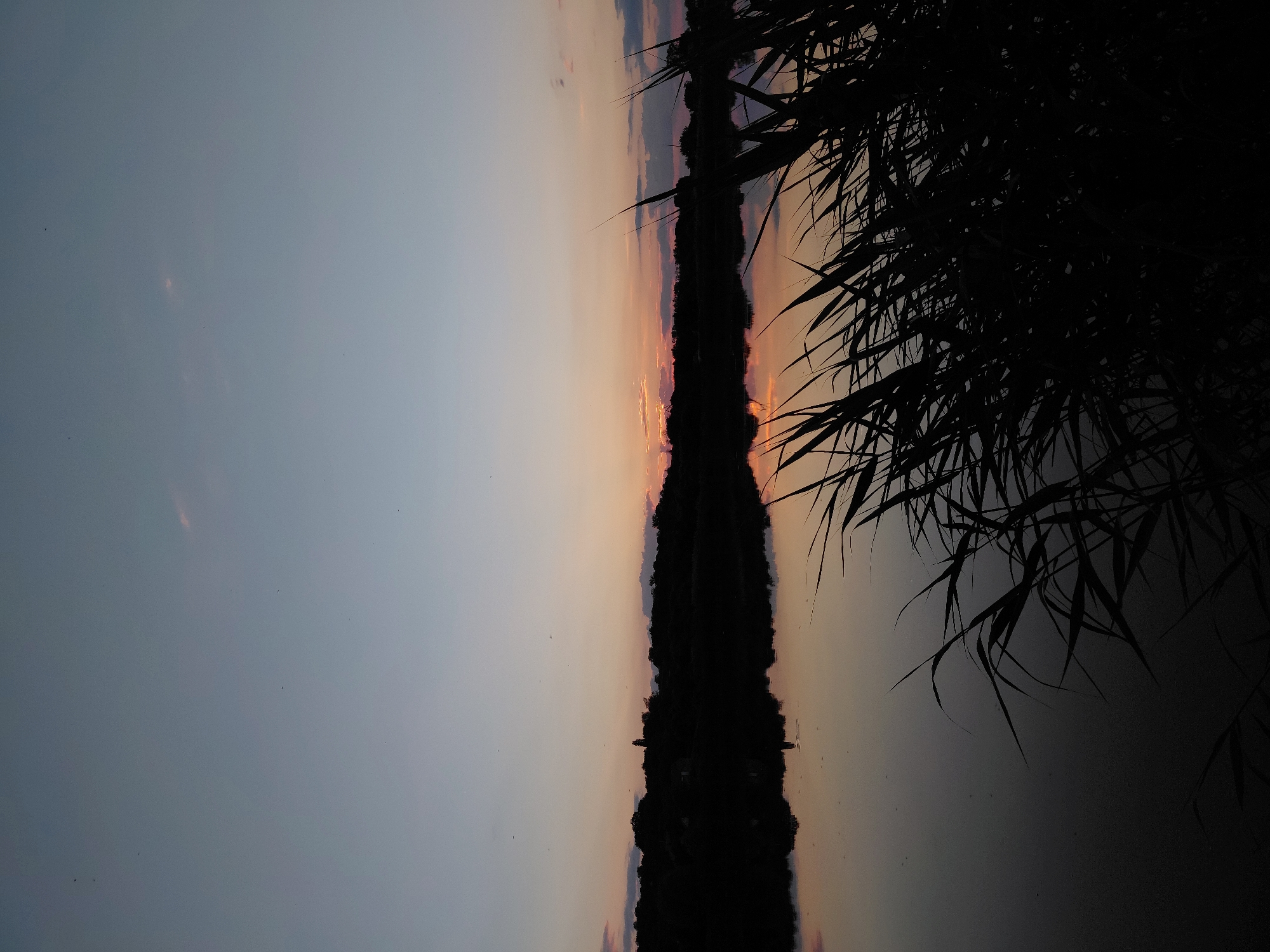The image depicts a serene natural landscape at dusk, likely near Ustyvytsia, Ukraine. The sky transitions from a pale blue at the top to a soft orange and pink hue near the horizon, indicating the setting sun. A dark, silhouetted treeline with subtle hints of buildings and a spire-like structure forms the background across the middle of the frame. In the foreground, the dark silhouettes of tall reeds or grasses extend from the right side of the image, their thin blades sharp against the fading light. The still water of a lake or river occupies the lower half of the image, perfectly reflecting the colors of the sky and the dark silhouette of the treeline. The water's surface is mostly calm, with a few ripples visible, and a scattering of tiny, light-colored specks suggest distant raindrops or insects. The overall atmosphere is tranquil and quiet, capturing a moment of natural beauty as day turns into night.