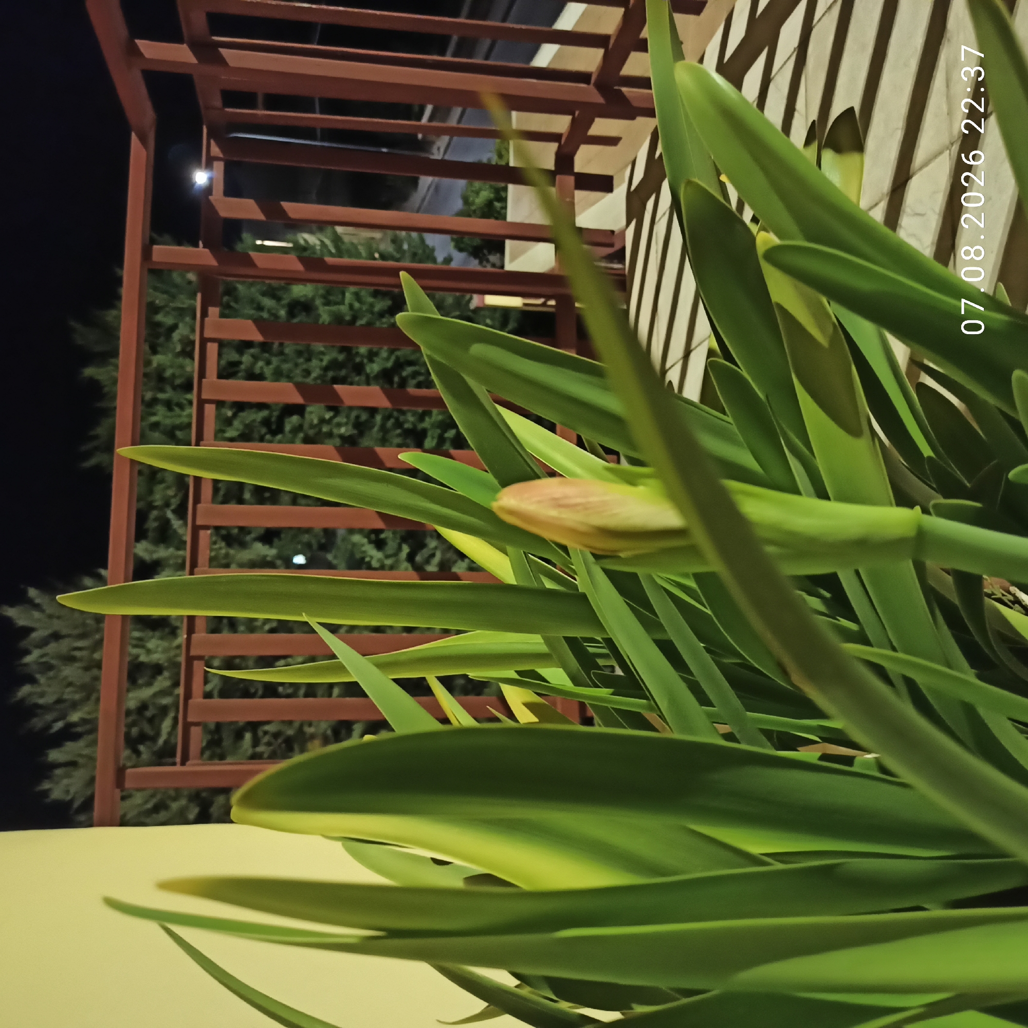 This image depicts a close-up view of a plant with long, green leaves and a single bud. The plant is positioned in the foreground, obscuring much of the background. Behind the plant, a brown metal railing of a balcony is visible, along with some dark green foliage, likely trees or bushes. Beyond the railing, a dimly lit road and buildings can be seen, suggesting an urban or suburban setting. The lighting indicates it is nighttime, with artificial light casting shadows from the railing onto the tiled surface in front of the railing. A date and time stamp "07.08.2026 22:37" is present in the lower right corner of the image. There are no people or animals present in the scene. The location is identified as Bitonto, Italy.