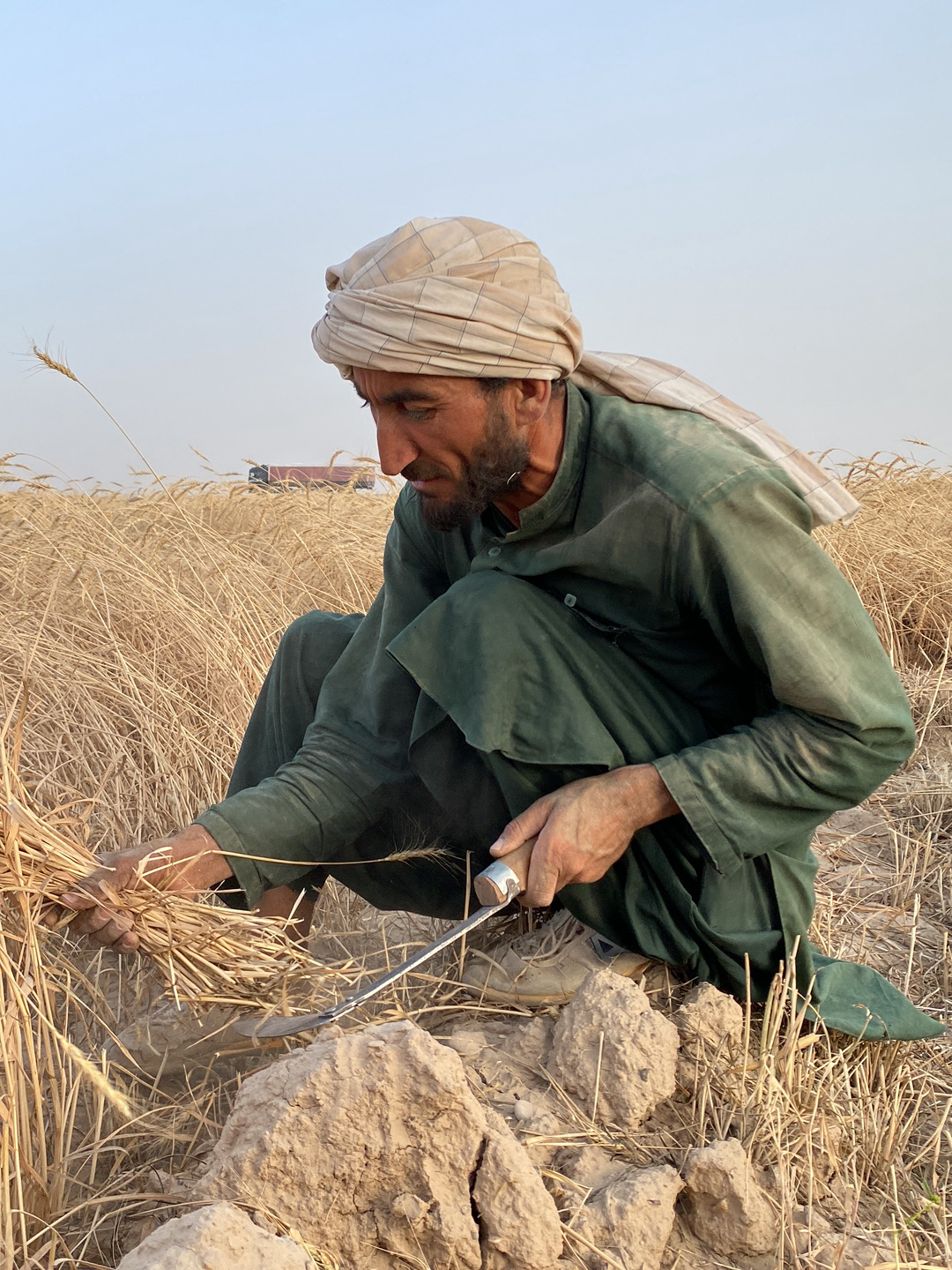 In a sun-drenched field in 'Alaqadari Daman, Afghanistan, an adult male crouches amidst a wheat field, harvesting the crop by hand using a sickle. He wears a pale, patterned turban and loose, olive-green clothing. He holds stalks of wheat in his left hand and the sickle in his right, poised to cut the grain. A ridge of earth and scattered wheat stalks surround him. In the background, the horizon fades into a hazy sky, and a truck-like vehicle is vaguely visible in the distance.