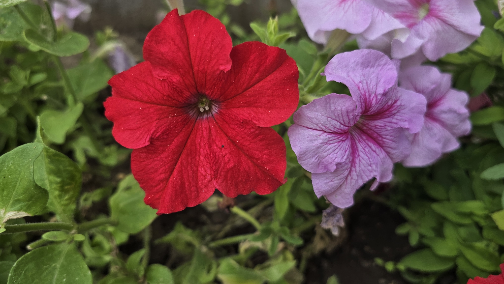 A close-up, overhead shot captures two vibrant petunia flowers, one deep red and the other a soft lavender-pink, blooming amongst lush green foliage. The red petunia, positioned on the left, is fully open, its velvety petals fanned out to reveal a dark, starlike center. A tiny, dark insect is visible on one of its petals. To its right, the lavender-pink petunia is also open, displaying delicate, darker pink veins radiating from its center. Behind and above these two, other pale pink petunia blooms are partially visible, softened by the focus. The background consists of a mix of dark soil and more greenery, suggesting a garden setting. The image is devoid of human presence and activity, offering a natural, serene composition. The photograph was taken in Tairove, Ukraine.