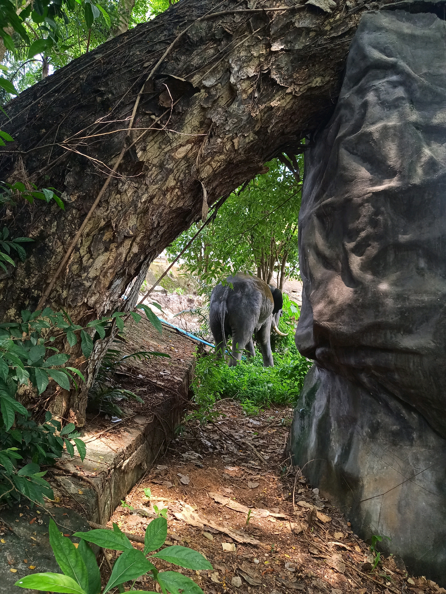 In the city of Sai Thai, Thailand, a young elephant stands partially obscured by lush green foliage and the natural elements of its environment. The elephant's hindquarters are visible as it faces away from the camera, its skin a textured grey. Its large tusks, curved and white, protrude from its face. The elephant is positioned amidst dense green grass and other vegetation, suggesting a natural or semi-natural habitat.
The foreground is dominated by a large, rough-textured rock, its surface bearing the marks of time and weathering. To the left, a massive tree trunk, gnarled and ancient, arches over the scene, its bark deeply fissured and adorned with clinging vines. This archway frames the view of the elephant and the surrounding greenery. The ground beneath is a mixture of earth, fallen leaves, and small twigs, indicative of a forest floor. The overall scene is bathed in dappled sunlight, creating a play of light and shadow across the natural landscape.