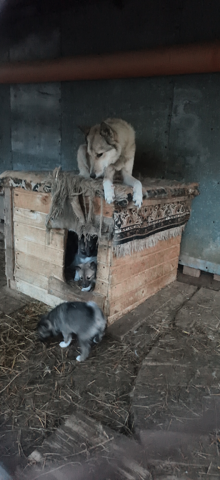 The image depicts a dog and puppies in an outdoor setting, possibly Фоки, Russia. A light brown dog is lying on top of a wooden doghouse. At least two puppies are inside the doghouse, with one puppy outside on the ground. The ground is covered with hay. The doghouse is covered with a rug. A corrugated metal wall is visible in the background. A pipe runs along the top of the metal wall.