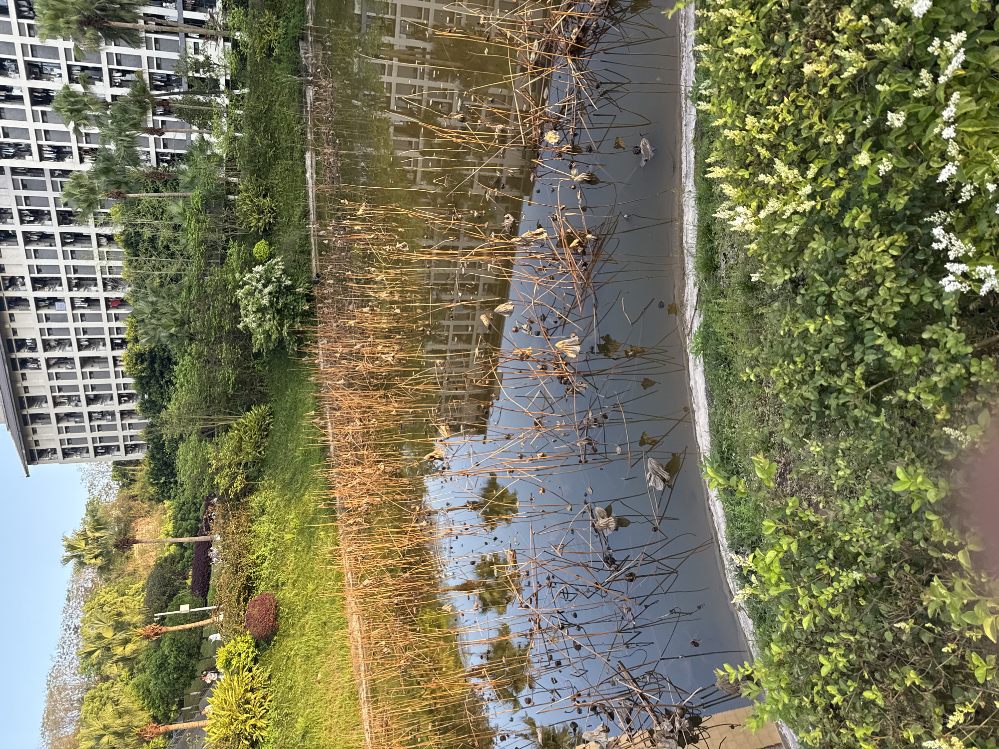 The image presents a still water feature, likely a pond, reflecting the architectural facade of a building and the sky. The water surface is cluttered with decaying plant stems, possibly remnants of lotus or similar aquatic plants.
To the left, a landscaped area transitions from green grass and shrubs to taller trees, including palm trees. A multi-story building with repetitive window units is positioned at the edge of the frame. The scene is located in Jiangjin, China.
To the right of the body of water is some kind of bush with small white flowers.