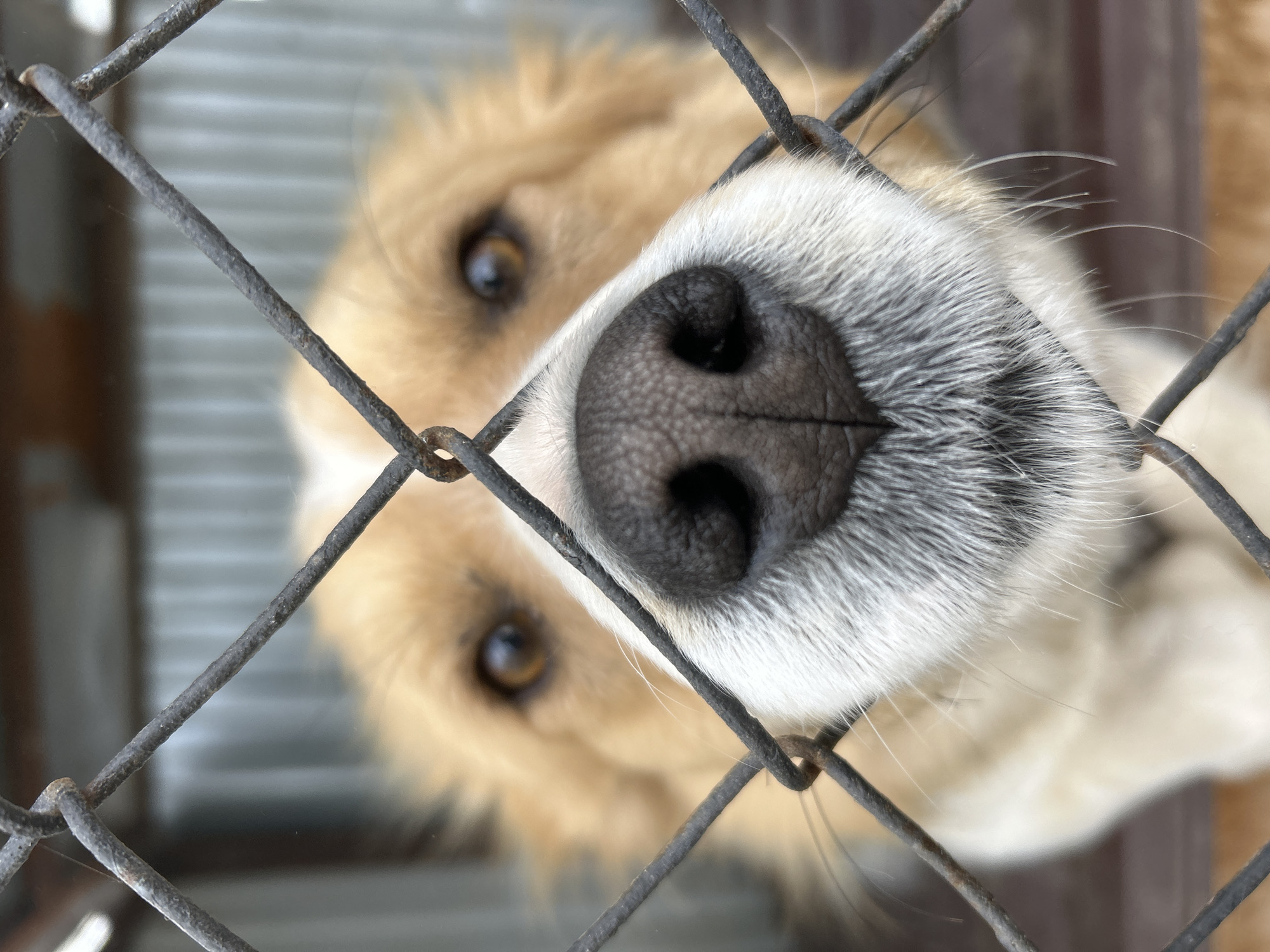 A close-up shot shows a dog's nose pressed against a rusty wire fence. The dog has a black nose, surrounded by white and grey fur. The eyes, visible behind the fence, are brown and appear to be focused on the viewer. The dog's fur is golden-brown. The location is Уральское, Russia.