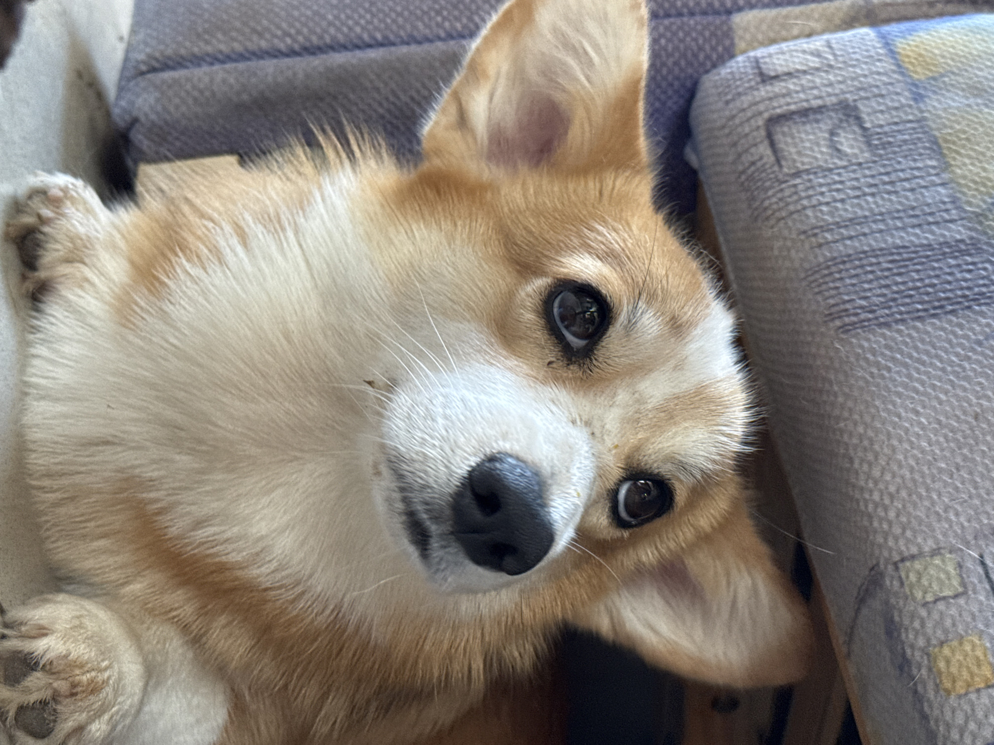 The image shows a close-up of a Pembroke Welsh Corgi dog lying down. The dog has tan and white fur, with large, upright ears. Its eyes are dark brown and looking upwards. The dog's nose is black and wet. The background consists of a textured surface, possibly upholstery or fabric, with some indistinct patterns. The lighting appears to be natural, casting soft shadows. There are no people or any other identifiable objects in the scene. The location of Rusalevka, Russia, is not discernible from the image content.