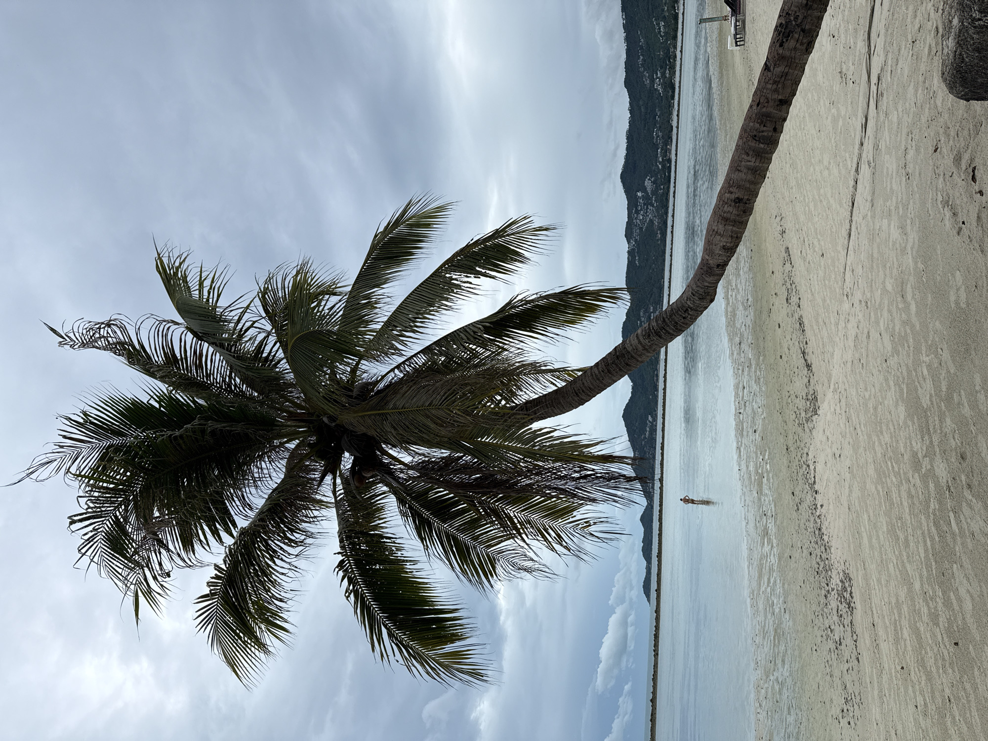 The image depicts a palm tree leaning over a sandy beach and calm water under a cloudy sky in the Ko Samui District of Thailand. The palm tree's trunk is thick and weathered, with its fronds extending towards the sky. In the distance, a person stands in the shallow water near the shore. Beyond the water, hills with scattered buildings are visible against the horizon. A beach chair is present on the sand to the right of the frame. The overall atmosphere is serene and tropical.