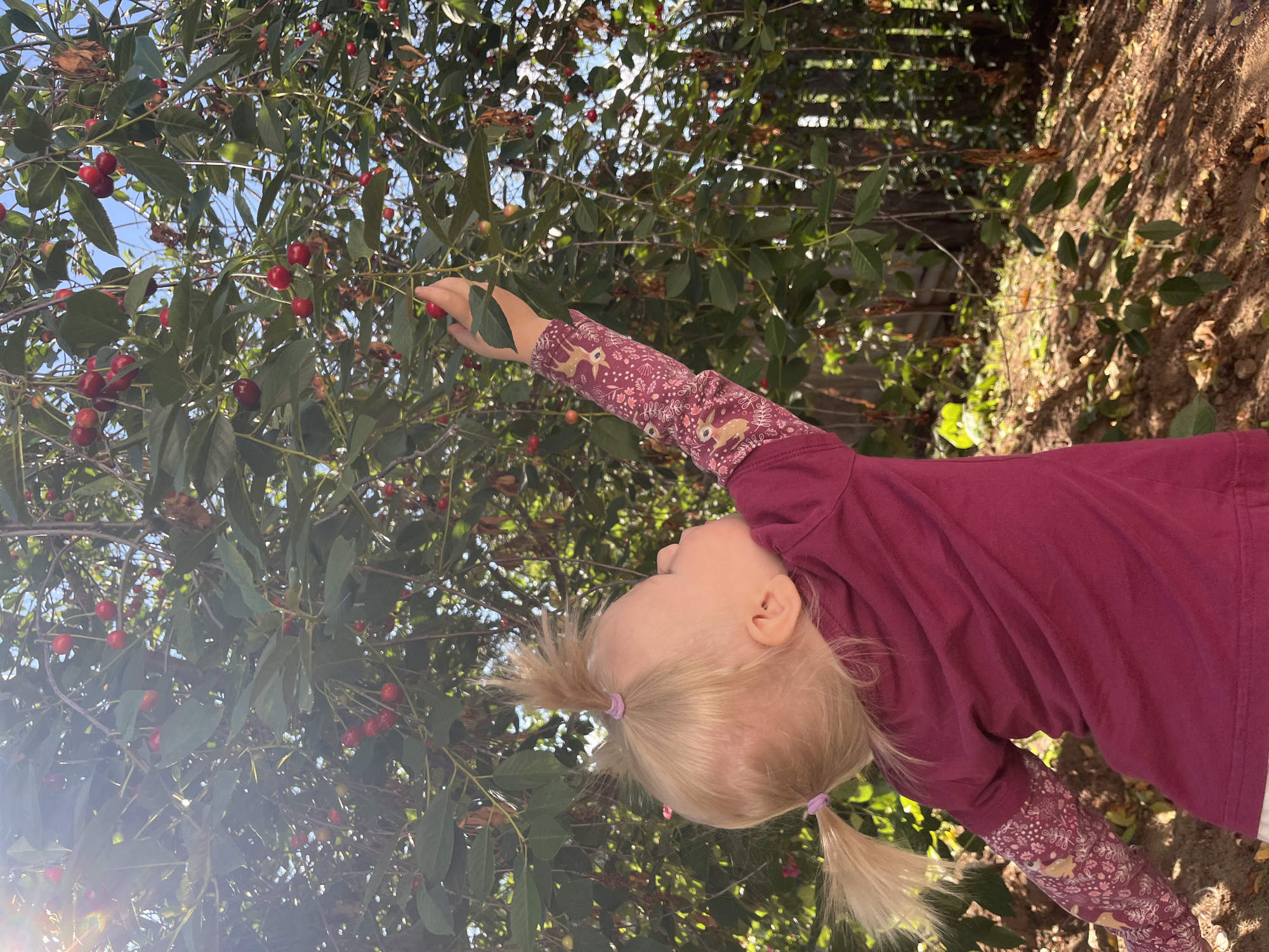 A toddler with blonde hair in two pigtails is reaching for cherries on a tree. She is wearing a maroon long-sleeved shirt with a floral and deer pattern on the sleeves. The background is a cherry tree with many red cherries and green leaves, with a wooden fence visible behind the tree. The ground is covered with dirt and fallen leaves. The image appears to have been taken outdoors on a sunny day.