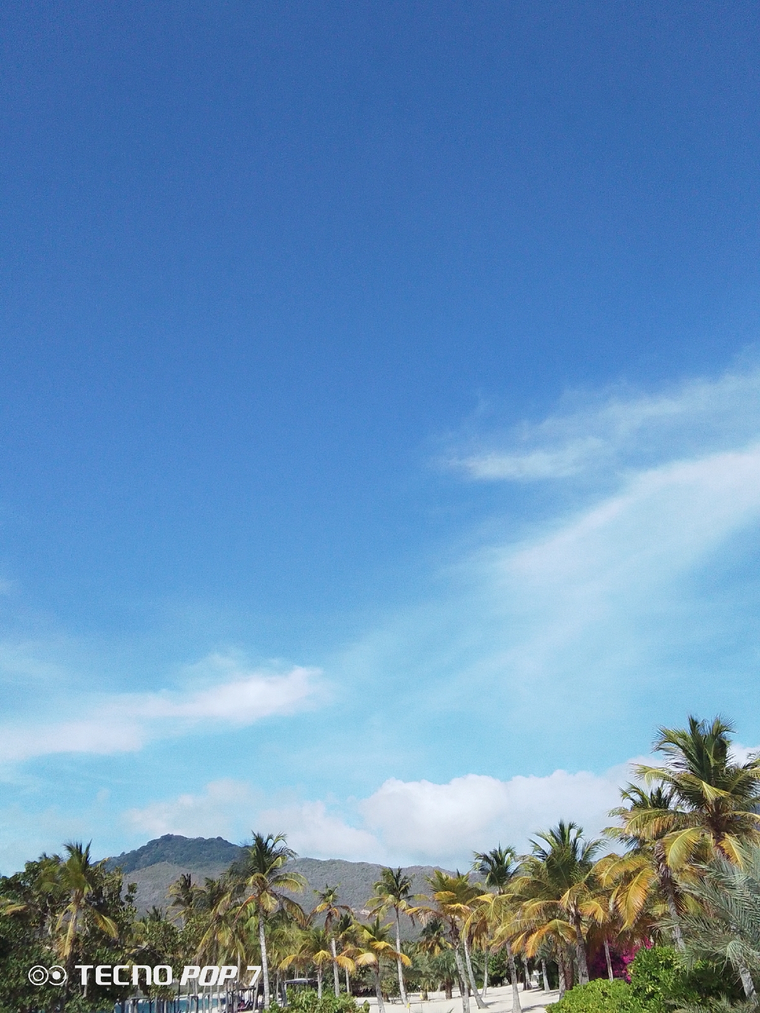 The image captures a landscape in Pedro González, Venezuela. A clear blue sky dominates the upper portion of the frame, with wispy clouds scattered throughout. The lower portion features a line of palm trees, exhibiting a mix of green and yellow hues. Behind the trees, a mountain range is visible in the distance. The scene suggests a coastal or tropical setting.