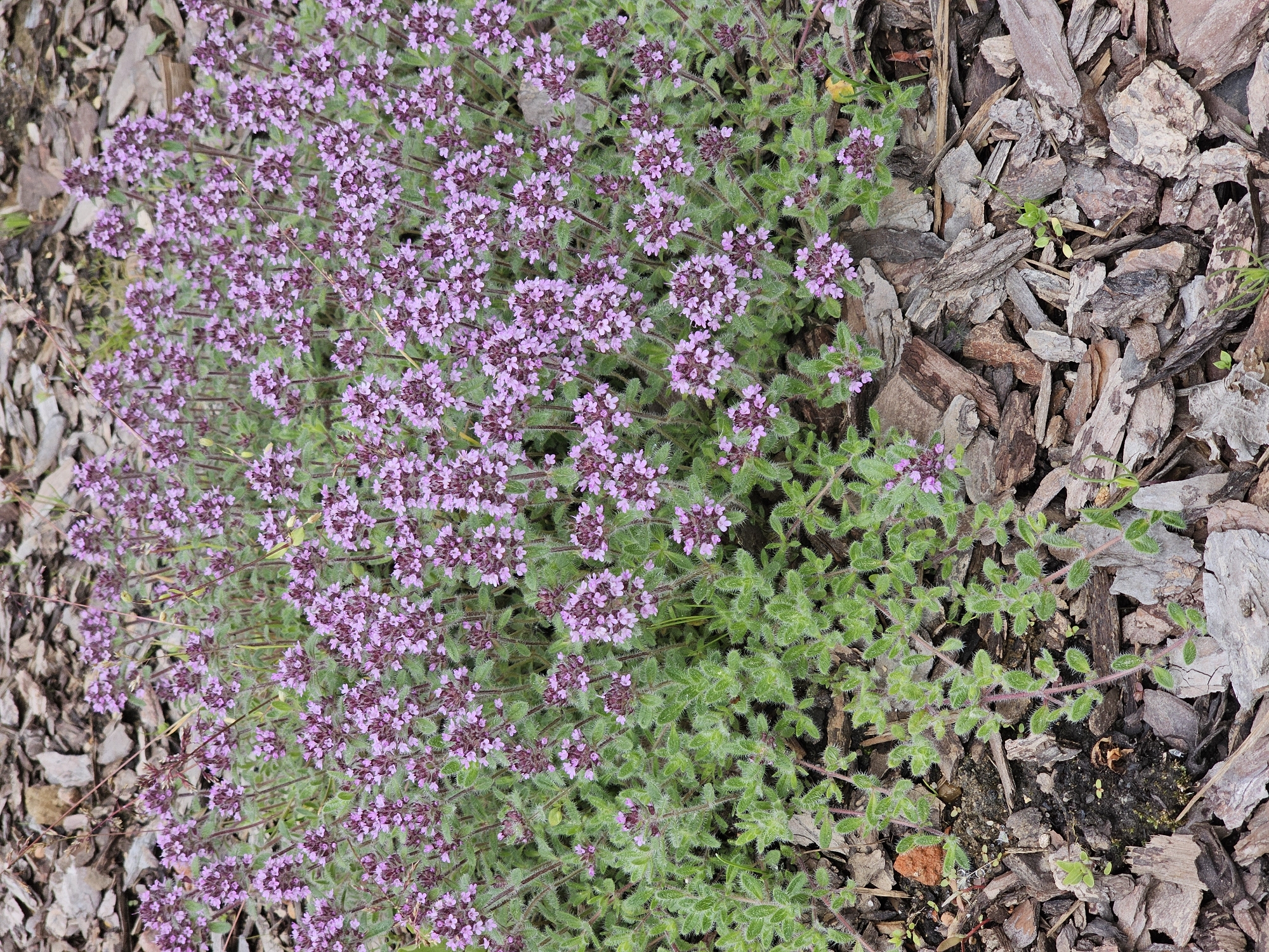 An overhead shot captures a vibrant patch of a low-growing, flowering plant, likely a species of thyme or similar ground cover. The plant is densely covered with numerous small, light purple flowers, clustered together to create a continuous blanket of color across the left and central portions of the frame. The foliage beneath the blossoms is a mix of green hues, with individual leaves appearing fuzzy or hairy upon closer inspection, particularly on the unbloomed sections of the plant towards the right.
The ground surrounding the plant, primarily on the right side and upper left, is covered with bark mulch. These wood chips vary in size and shape, displaying a range of natural browns, greys, and tans. Patches of dark soil are visible between the mulch pieces, and a few tiny green sprouts can be seen emerging from the soil.
The image is brightly lit, indicating a daytime setting, with even illumination suggesting either direct sunlight or bright overcast conditions. No specific activity is depicted, emphasizing the botanical subject. The overall scene conveys a well-maintained garden bed. There is no visible text within the image. The setting is consistent with an outdoor cultivated area, potentially within the Березка Снт (красногорский Р-н), Russia.