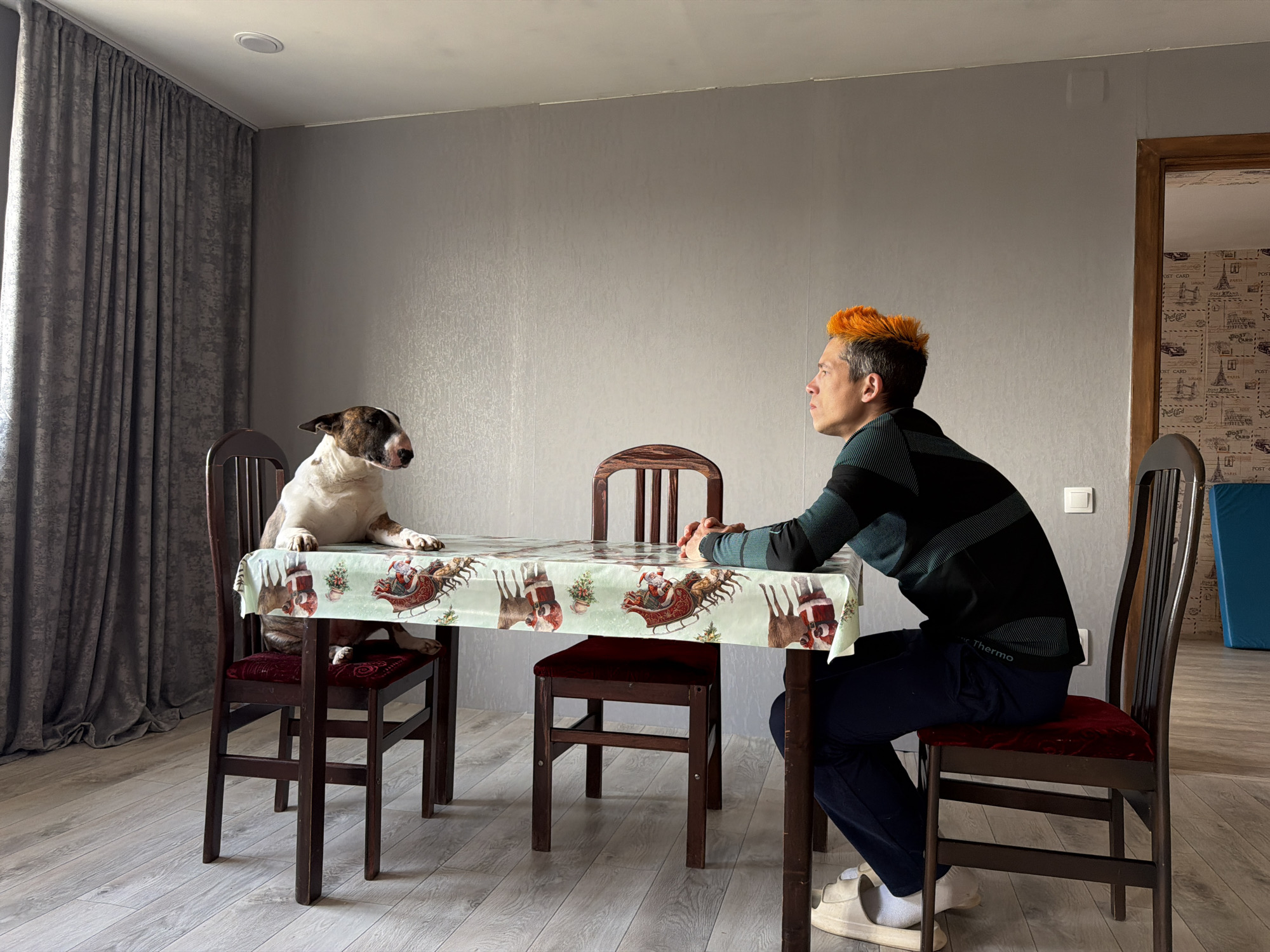 A man with orange hair sits at a table facing left, while a bull terrier dog stands on the table facing him. The location is in Chaikovsky, Russia. The table is covered with a tablecloth decorated with reindeer and Santa Claus images. The man is wearing a black and green striped shirt and dark pants. He has his hands clasped on the table. The dog is white with brown markings on its head. The room has grey walls and light-colored wooden floors. There are grey curtains to the left and a doorway to the right. Three chairs are positioned around the table, two dark-red and one brown. A light switch is visible on the wall.