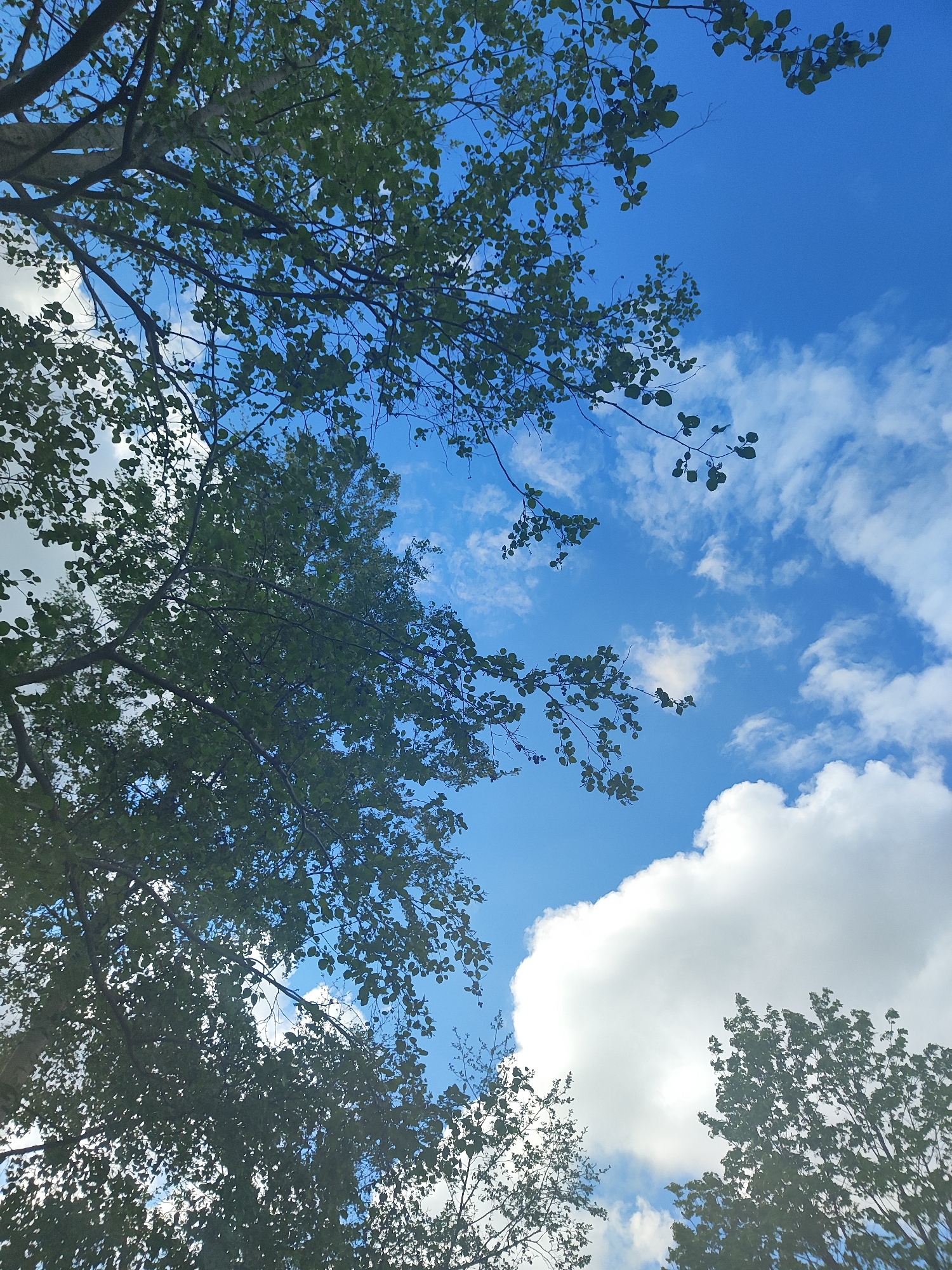 The image shows a view looking upwards into the sky through the branches of trees. The sky is blue with scattered white clouds. The trees are green and leafy. The location appears to be in an outdoor, possibly park-like, setting.