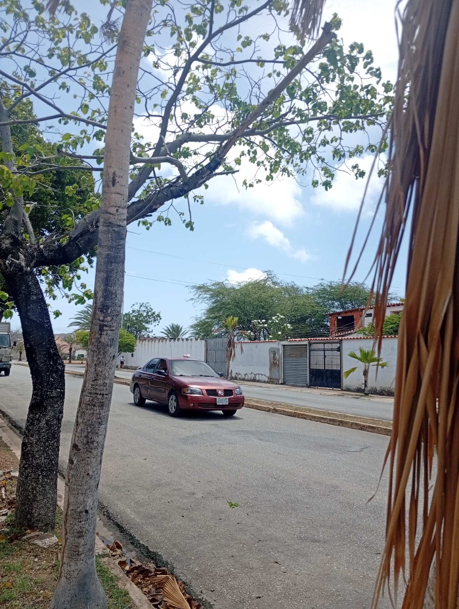 This image depicts a street scene in Juan Griego, Venezuela. In the foreground, two trees stand on the left side of the road, with a reddish-brown sedan driving on the right side of the asphalt street. The car's license plate is partially visible. Beyond the car, a white wall with a metal gate runs along the side of the road, with a house visible behind it. Lush green trees and foliage are scattered throughout the background, under a partly cloudy sky. The overall environment suggests a warm, tropical climate.
