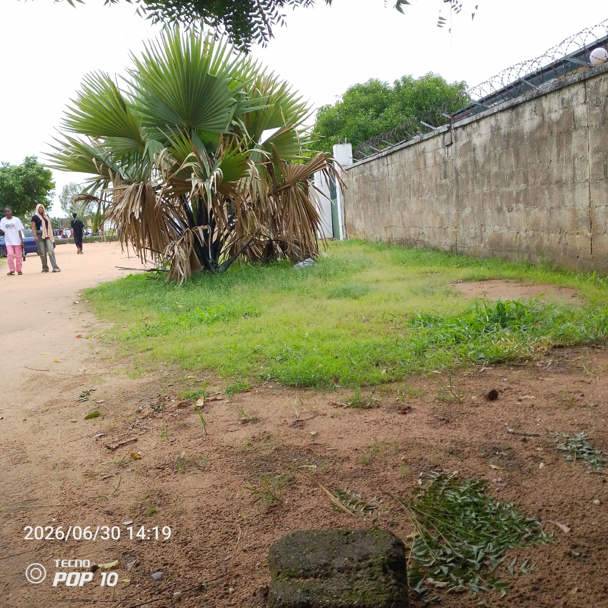 This media file depicts an outdoor scene in Jalingo, Nigeria. In the foreground, a sandy path leads to a patch of lush green grass. A large palm tree with a full canopy of green leaves and some dried fronds is prominent. A weathered concrete wall with barbed wire fencing along the top borders the grassy area, with trees visible behind it.
To the left of the palm tree, on the sandy path, two women are walking. One is wearing a white t-shirt and pink pants, and the other is wearing a black t-shirt, jeans, and a light-colored headscarf. Further down the path, several other people are visible, suggesting a public or communal area. The sky is overcast, indicating a cloudy day. The time stamp on the image reads "2026/06/30 14:19", suggesting it was taken in the early afternoon. The word "TECNO POP 10" is also visible on the image, likely indicating the brand of the device used to capture the photo. The overall atmosphere appears casual and everyday.