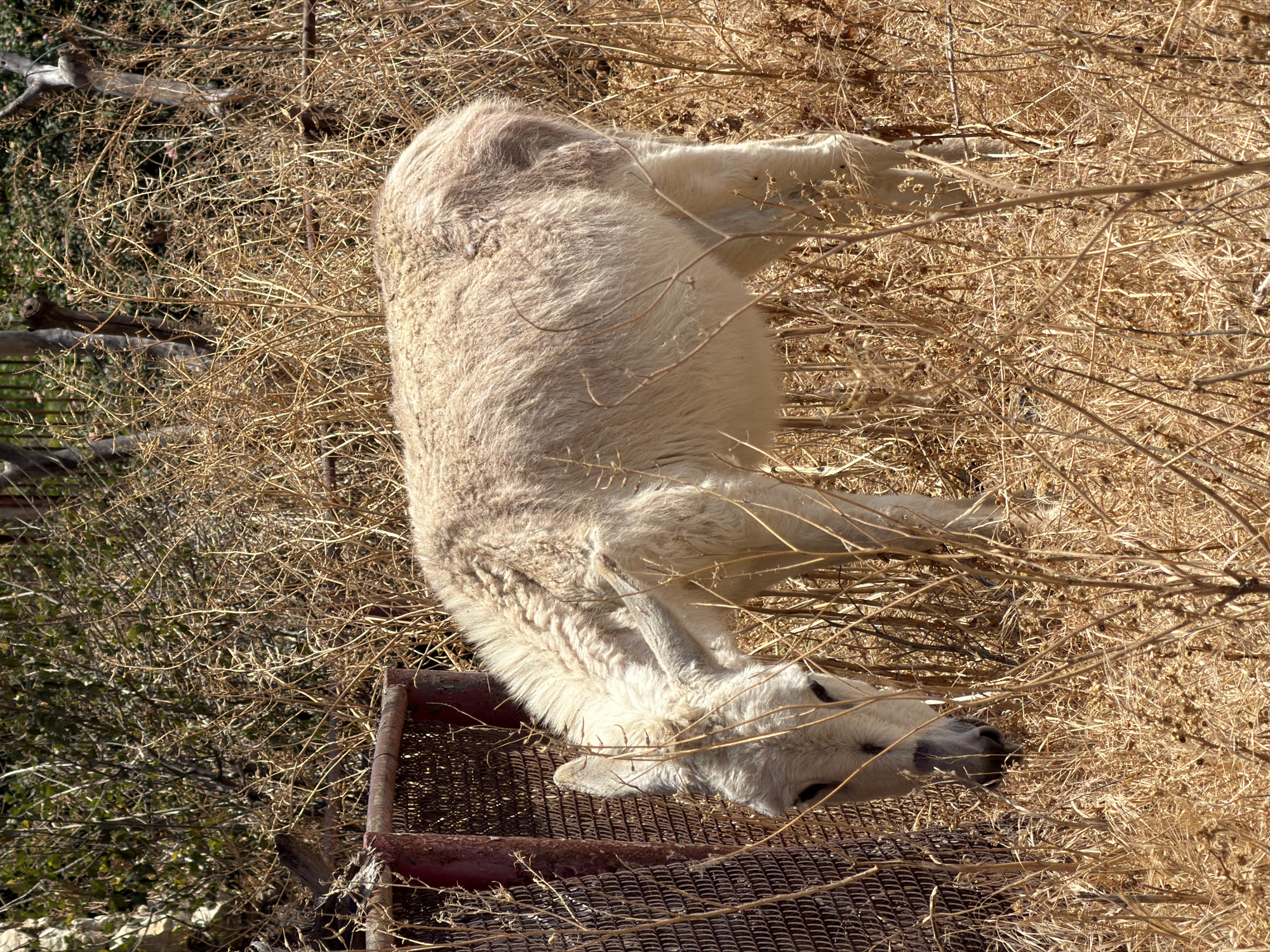 A white domestic animal, possibly a goat or sheep, is lying down among dry, brown vegetation and a rusted metal grate. The location appears to be outdoors, possibly in a rural or agricultural area. The scene is in Gilboa Regional Council, Israel.