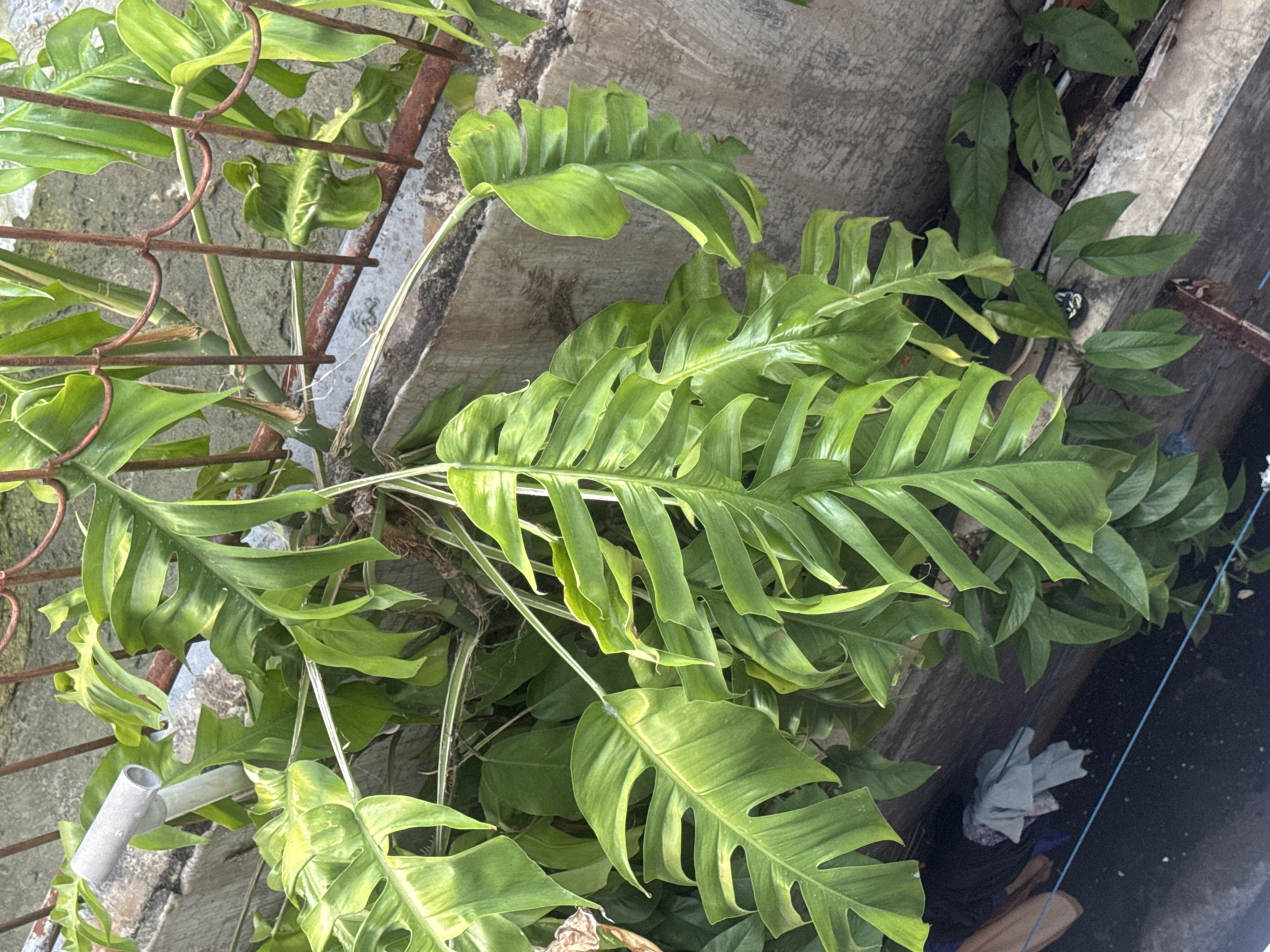 In Kuta, Indonesia, a lush green plant with large, fenestrated leaves grows outdoors against a rough concrete wall, partially obscured by a rusty metal fence. A grey PVC pipe extends from the left side of the frame, possibly a drainpipe. Below the plant, a dark channel or ditch contains some laundry, including a blue towel and a patterned cloth, draped over a clothesline. The scene suggests a residential or common area in the city.