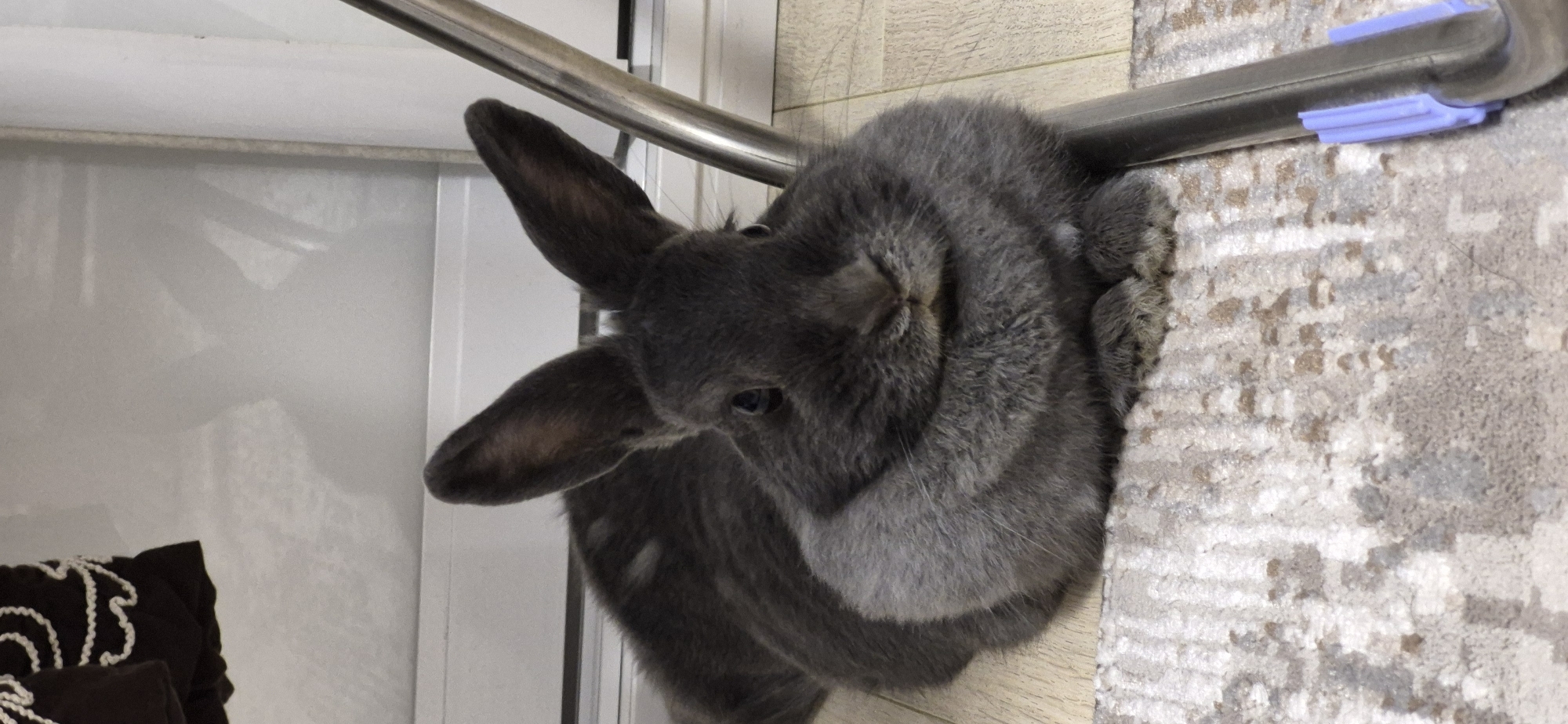 A grey rabbit is sitting on a carpet, facing forward. The rabbit has long ears and dark eyes. It is a full body shot, showing the rabbit from head to paws. The background consists of a wooden floor and a white wall, with a metal rod on the right side of the image. There are shadows cast on the wall behind the rabbit. There are no people or any indication of the city of Ussurijsk, Russia in the image.