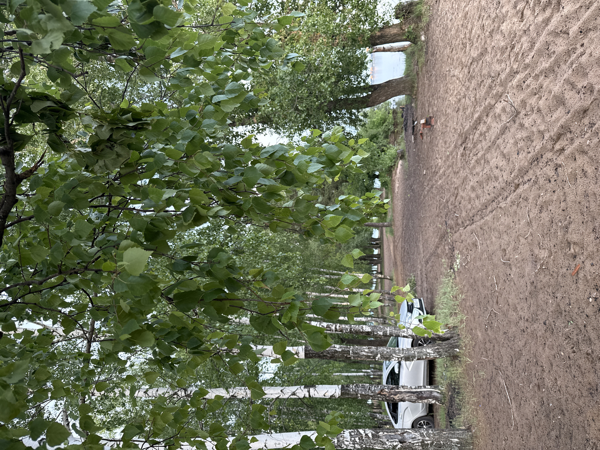 The image shows a landscape with a row of birch trees along a sandy road. There are at least two white cars parked between the trees. The beach is dirt on the right side of the frame. The location is Noviy, Russia. Beyond the trees and beach, there is a body of water visible in the background.