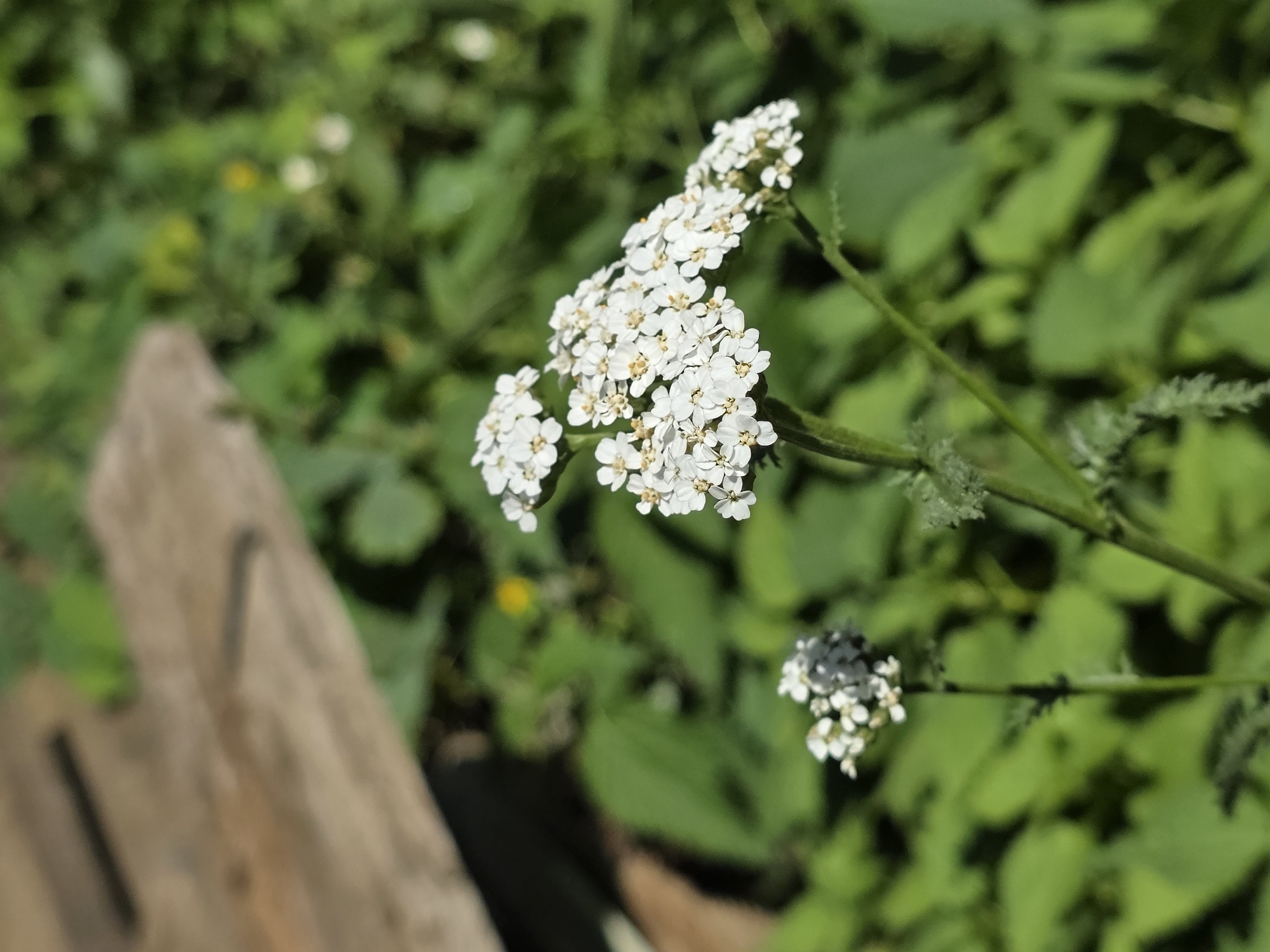 The image displays a close-up view of a cluster of small white flowers, likely yarrow, in the foreground. The flowers are arranged in a flat-topped or slightly domed inflorescence and are white with yellow centers. Behind the flowers, lush green foliage fills the background, with hints of yellow wildflowers and a blurred, light brown wooden object in the upper left quadrant. The lighting suggests it is daytime, with sunlight casting shadows and highlighting the details of the flowers and leaves. The environment appears natural, possibly a garden or a wild meadow. There are no people or animals visible in the image, nor any explicit indication of the specific location being in Речицы, Russia. The focus is entirely on the botanical subjects and their immediate surroundings.