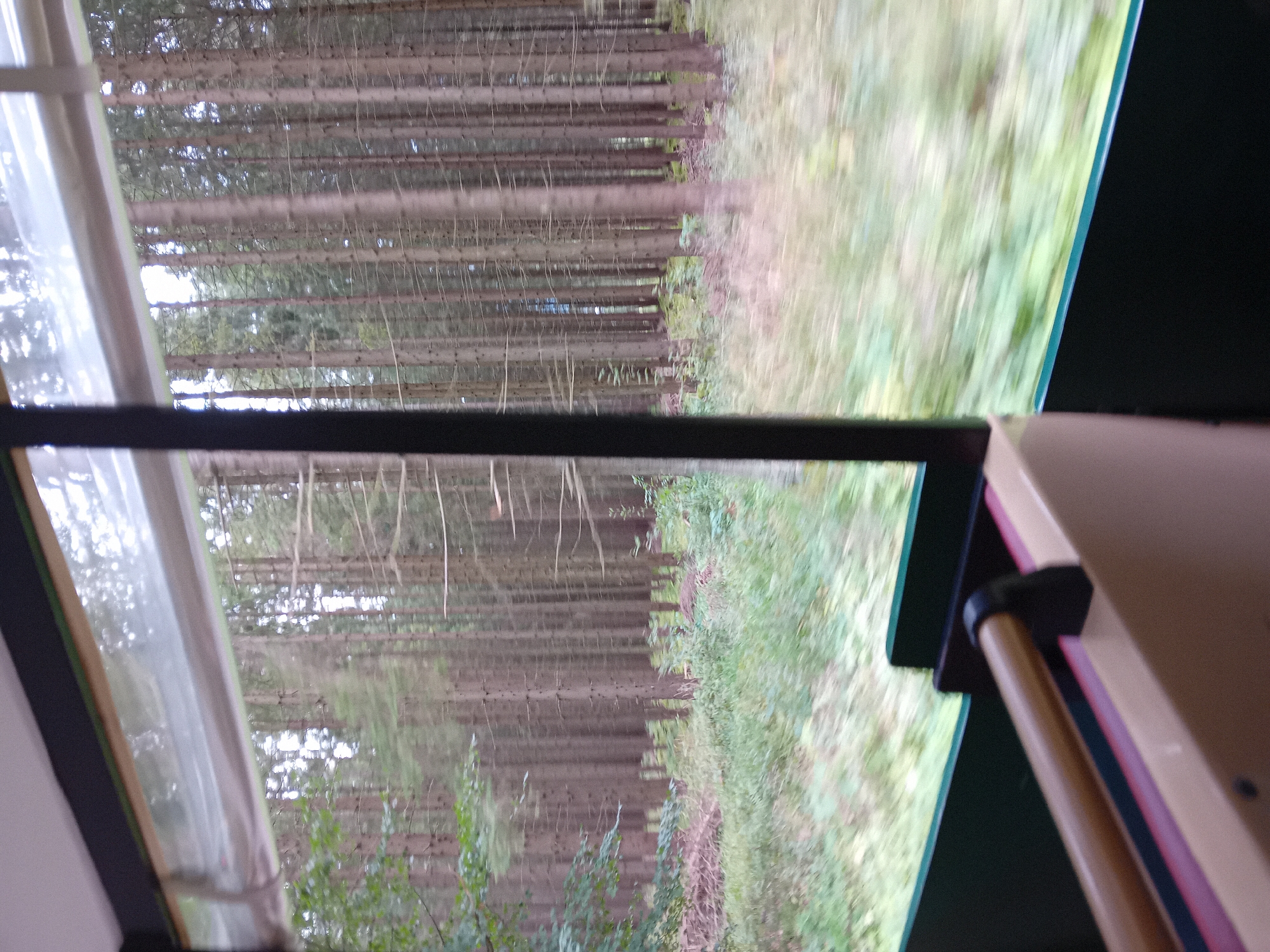 The image captures a view from inside a vehicle, likely a train or bus, moving through a dense forest. Tall, slender trees with brown trunks dominate the landscape, forming a thick wall of evergreen foliage. The ground beneath the trees is covered in a mix of green vegetation and some scattered brown material, possibly fallen leaves or branches. The motion of the vehicle is evident from the blurred greenery visible outside the window. In the foreground, parts of the vehicle's interior are visible, including a wooden handle and seats with beige and pink upholstery. The scene appears to be set in a natural environment, possibly a park or a scenic route. The location is identified as Zuberec, Slovakia, suggesting this is a view from a tourist attraction or transportation route in that area.