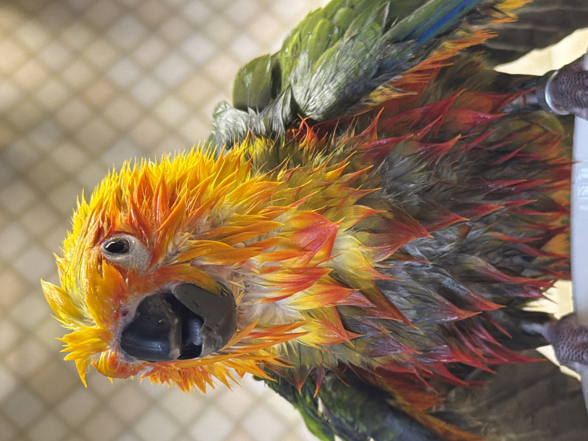 A close-up photograph depicts a colorful parrot, likely wet from a recent bath or rain. The bird's head is predominantly yellow and orange, while its body plumage exhibits shades of green, blue, and red. The parrot is perched on a white surface, and a wire mesh background is visible. There is no information in the image to indicate the location is Khimki, Russia.