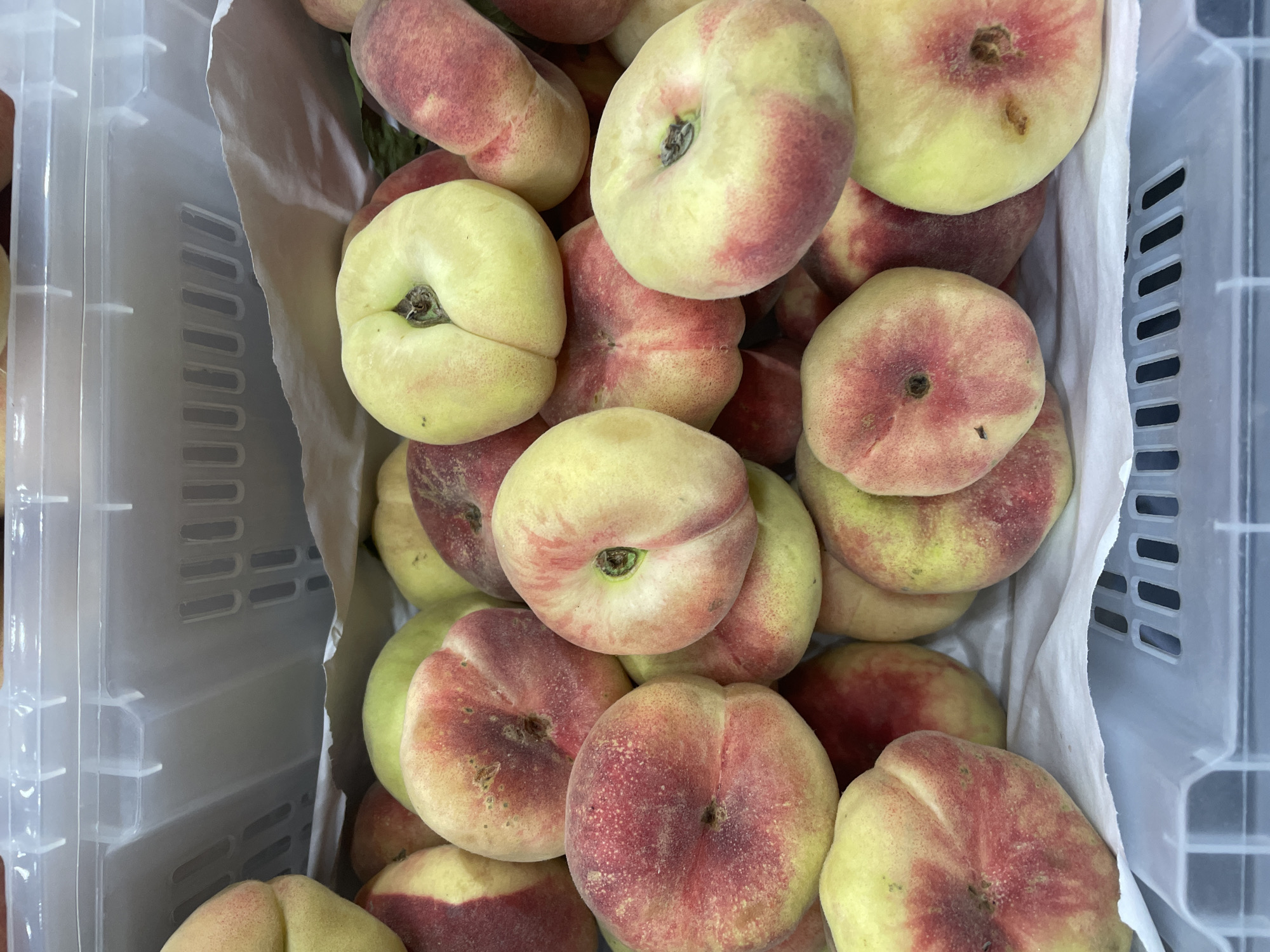 A close-up, overhead shot shows a bin of flat peaches, also known as Saturn peaches, in Almaty, Kazakhstan. The peaches are pale yellow with red blush and are arranged in a dense pile within a white plastic crate. The crate's ribbed texture is visible at the bottom of the frame. The peaches have a distinctive flattened shape with a deep indentation where the stem was. The overall impression is one of abundance and fresh produce.
